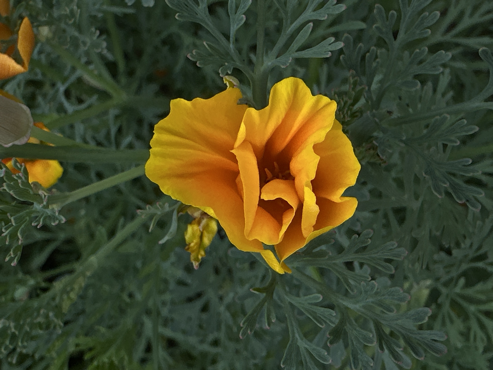 This is a close-up, top-down shot of a vibrant yellow and orange California poppy flower. The flower is in full bloom, with its petals unfurled and slightly curled inwards, revealing a complex, layered interior. The petals are a rich, saturated yellow-orange, with hints of a deeper orange in the center. Surrounding the poppy are its feathery, grey-green leaves, which are soft and slightly fuzzy in appearance. The leaves are finely dissected, creating a delicate, lacy texture that contrasts with the bold color of the flower. The background is filled with more of these leaves, creating a soft, out-of-focus backdrop that emphasizes the flower in the foreground. The lighting appears natural, suggesting it might be daytime, with the sun highlighting the petals and creating subtle shadows within the flower's folds. There is no text visible in the image. The overall impression is one of natural beauty and a serene, outdoor setting, likely a garden or meadow.