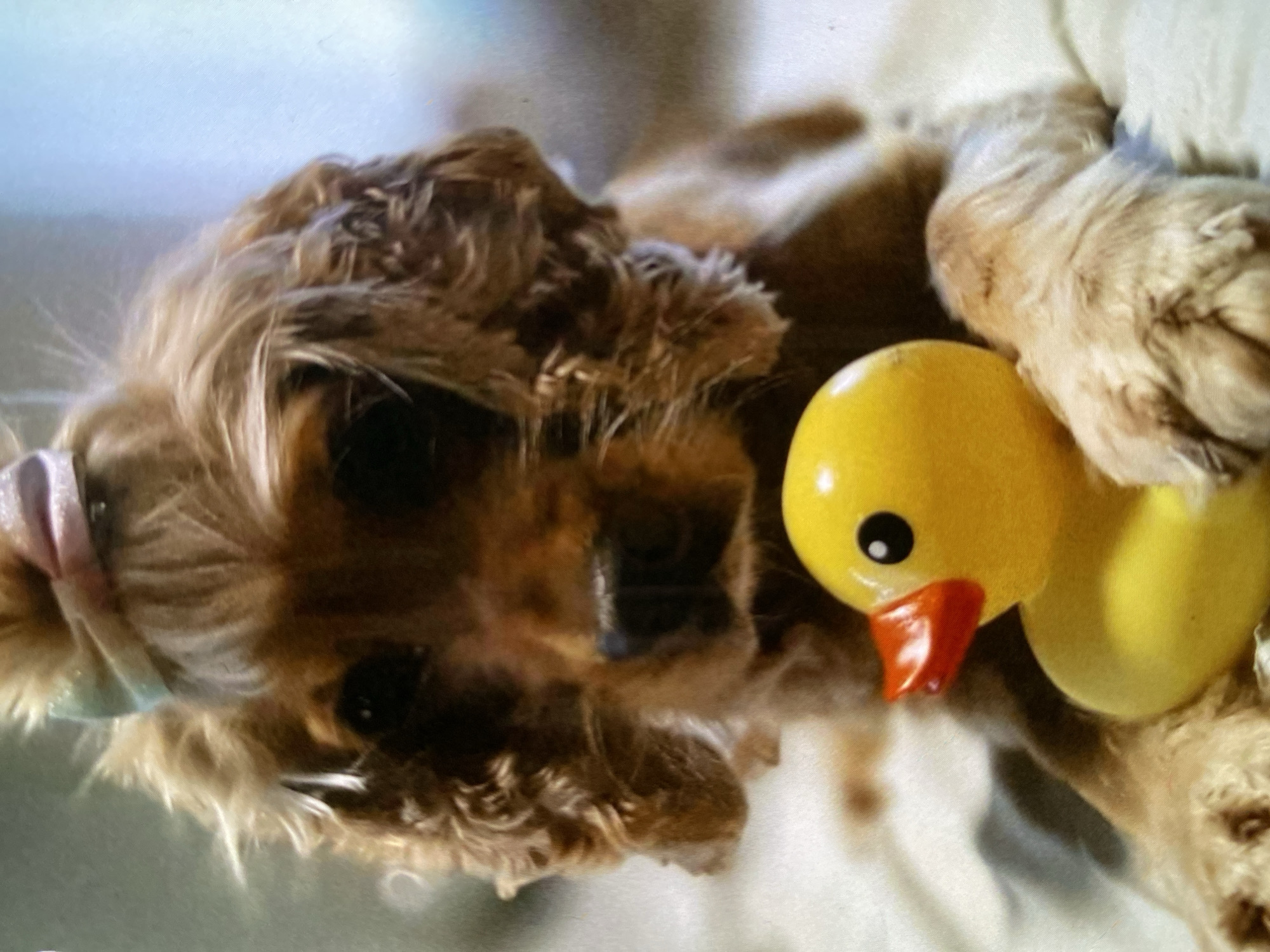 The image, oriented on its side, captures a close-up of a small, fluffy, light brown dog, possibly a Cocker Spaniel, lying on a soft, light-colored surface, likely indoors. The dog's head is prominently featured, with its dark eyes looking directly at the viewer. Its long, curly fur is light brown and tan. A light-colored (possibly pink or lavender) bow or hair tie is visible on the dog's head, near its left ear.
Positioned immediately to the dog's right (which would be above its head if the image were correctly oriented) is a bright yellow rubber duck toy. The duck has an orange beak and black circular eyes. The dog appears calm and relaxed, with the toy placed intimately near its head. The overall lighting is soft and diffused, typical of an indoor setting during the daytime. No specific identifying features for Bankya, Bulgaria, are visible in the scene, and there is no visible text.