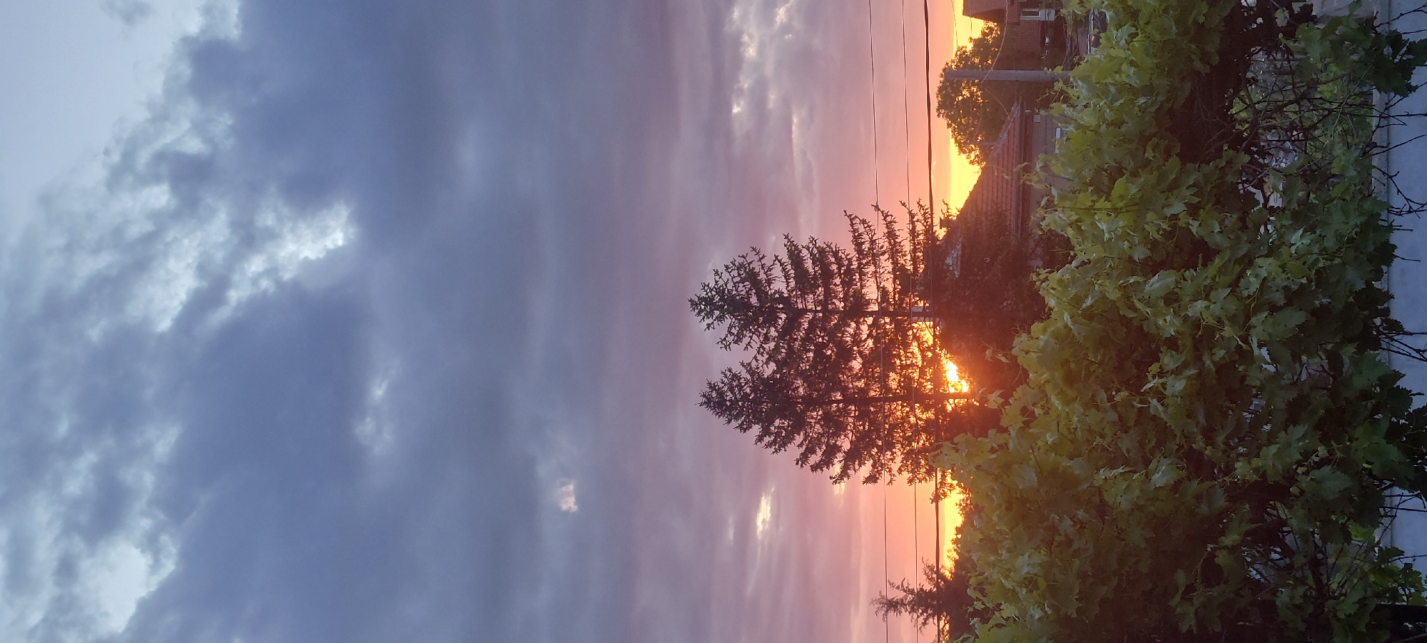 Captured in Yagodovo, Bulgaria, the image showcases a vibrant sunset. A deep blue, clouded sky transitions to a radiant orange horizon, bisected by the silhouetted forms of trees and a section of a building's roofline. In the foreground, a mass of green foliage flanks the right side, contrasting against the colorful sky. Powerlines stretch across the sky near the trees. The sun is obscured by the trees, but it is peaking out from between the trunks.