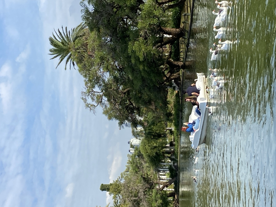 A serene water scene features a white paddle boat occupied by two individuals. White ducks swim nearby. A canopy of trees lines the bank, including a distinctive palm. Distant buildings are faintly visible. The sky is a light blue with wispy clouds, reflecting in the calm water. The overall impression is of a peaceful day on the water.