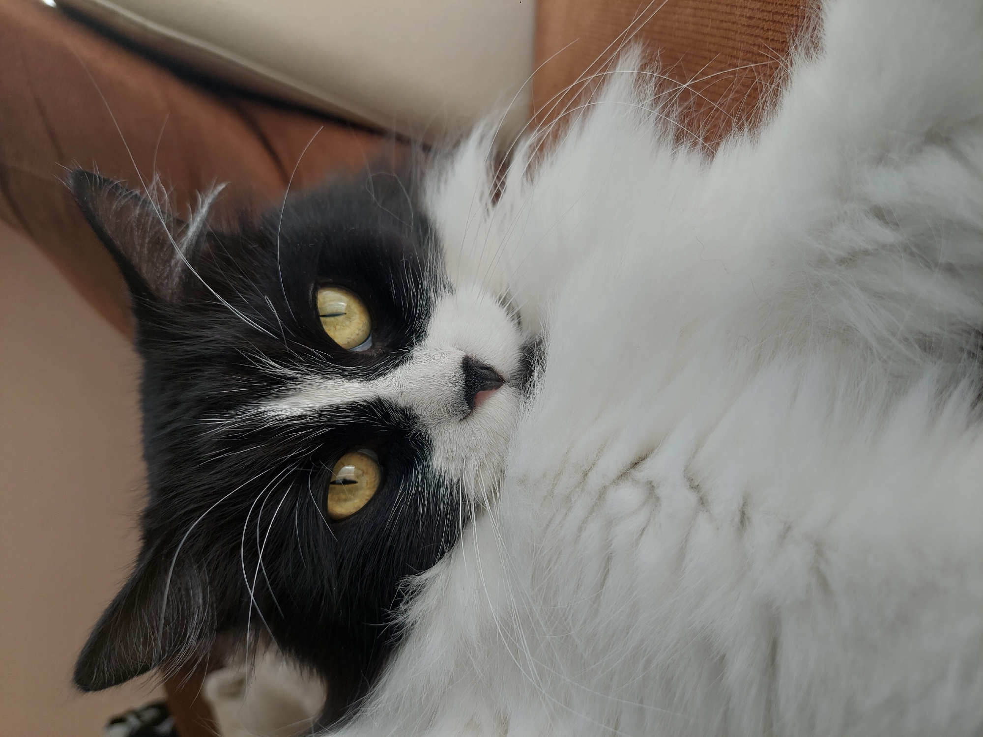 An eye-level, close-up portrait captures a fluffy, long-haired black and white cat looking directly at the viewer. The cat, appearing to be a tuxedo pattern, is oriented diagonally across the frame, lying on a warm brown or tan upholstered surface, possibly a sofa or armchair, suggesting an indoor setting in Plovdiv, Bulgaria.
The cat's most striking features are its wide-open, luminous yellow-gold eyes with vertical pupils. Its face is predominantly black, with a white blaze running between its eyes and down to its small, pink nose outlined in black. Long, delicate white whiskers fan out from its muzzle. The left side of the cat's head is covered in sleek black fur, while the right side and a significant portion of its visible body are adorned with soft, voluminous white fur. Fine, wispy hairs are visible inside and around its ears. The lighting is soft, highlighting the texture of its fur and the intensity of its gaze. The cat's expression appears calm and alert, conveying a sense of gentle curiosity. No text is visible in the image.