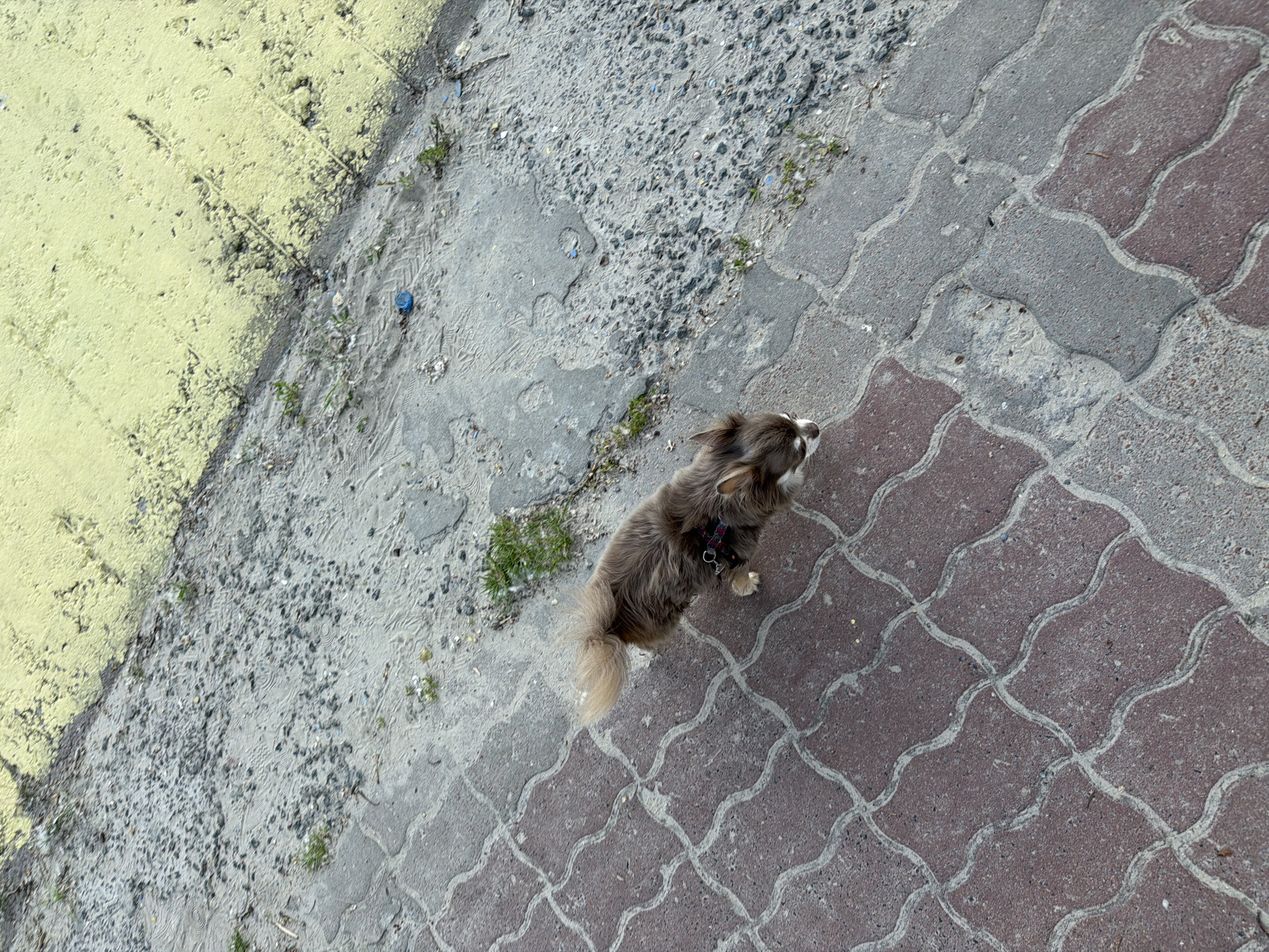 The image shows a small, long-haired dog with brown and white fur walking on a patterned sidewalk. The dog is wearing a red harness. The sidewalk is made of interlocking pavers, alternating between red and grey. To the right of the sidewalk is a patch of sandy ground with some small green plants. Further to the right, a textured wall with a yellow hue is visible. The scene appears to be outdoors in an urban environment. There is no indication of the specific location in Kyiv, Ukraine, beyond being an outdoor urban setting.