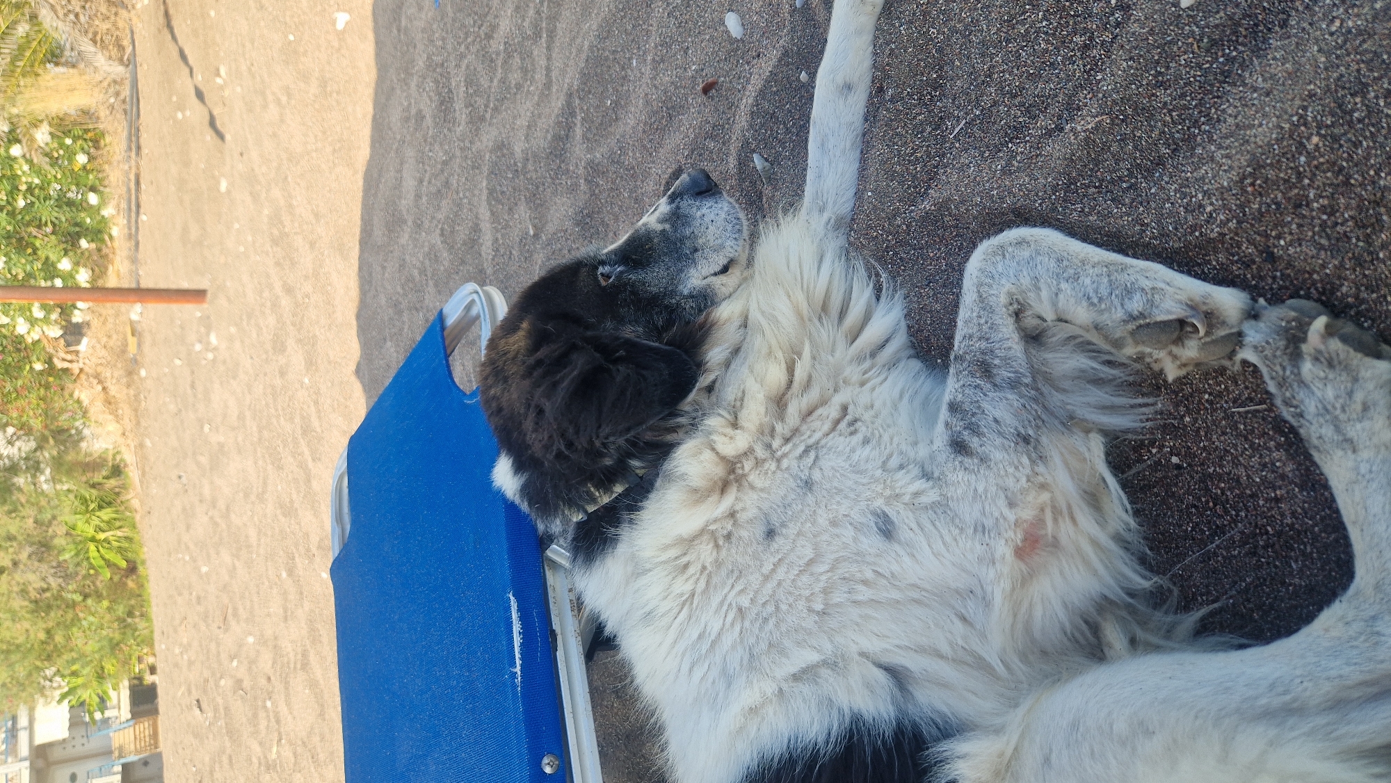 A shaggy black and white dog lies on a sandy beach, its head resting near a blue beach chair. The dog appears to be an older, large breed, with graying fur around its muzzle and eyes. Its body is mostly white with black patches on its head and back. The dog's paws are visible, with one extended towards the foreground. The beach has dark sand with small pebbles. In the background, there is vegetation and a building with stairs, suggesting a coastal area. The setting is likely the Municipal Unit of Asini, Greece, given the context provided.