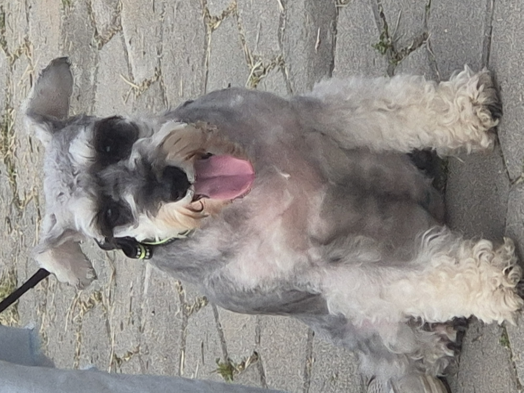 A miniature schnauzer is sitting on a paved surface, likely an outdoor area in Kokshetau, Kazakhstan. The dog is gray and white with a distinctive beard and eyebrows. Its tongue is hanging out, and it appears to be panting. The dog is wearing a black collar with a lime green trim. A person's legs, wearing light blue pants, are visible on the left side of the frame, holding a leash that is attached to the dog's collar. The ground is made of interlocking grey pavers with some dry grass and small green weeds growing in the cracks. The lighting suggests it is daytime.