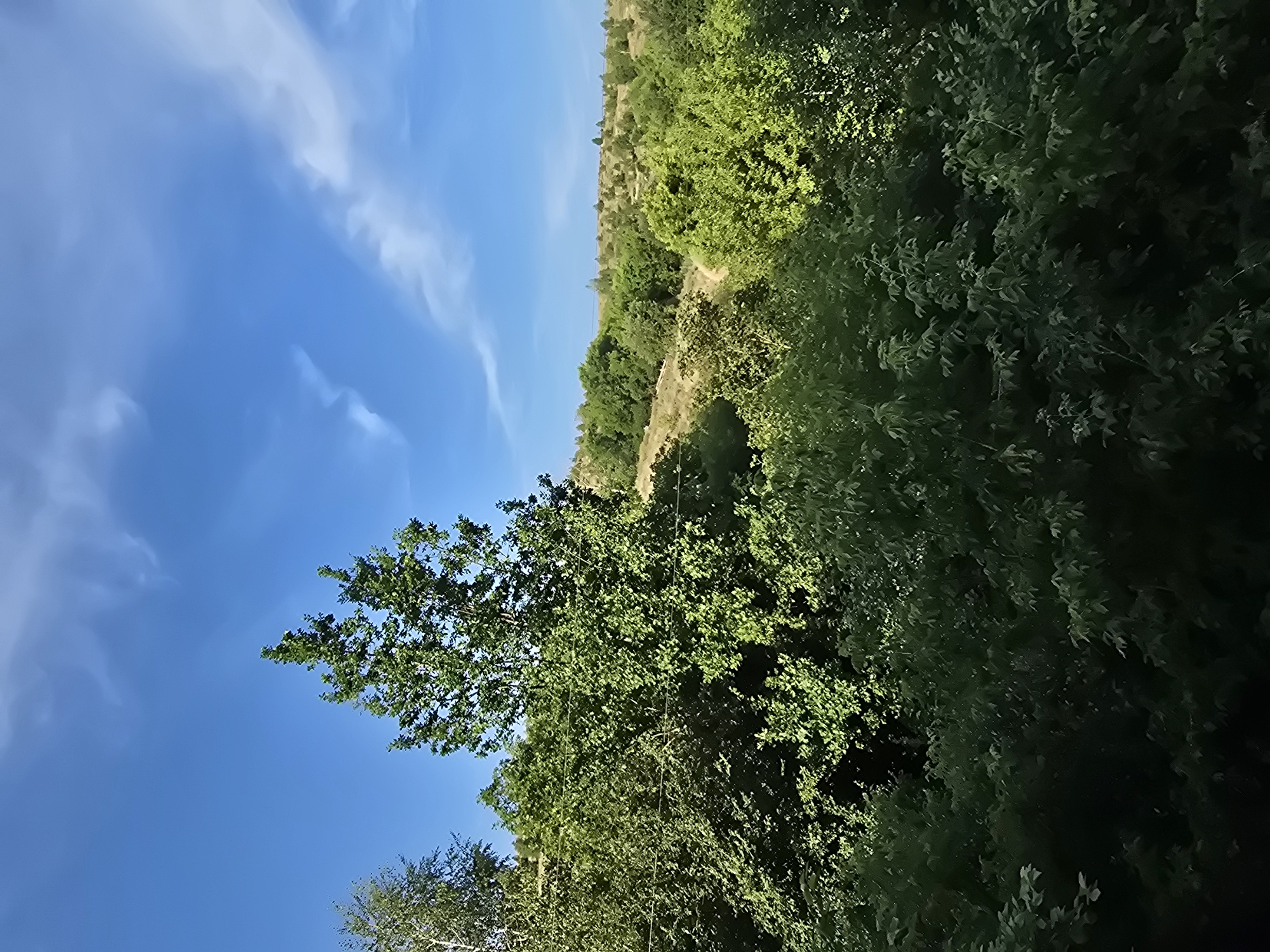 This is a vertical, medium-shot, outdoor, daytime photograph of a sunlit, densely vegetated hillside under a bright blue sky with wispy white clouds. The image is tilted to the right, making the sky appear on the left and the hillside on the right.
The foreground is dominated by the lush green foliage of trees and bushes, some of which are illuminated by direct sunlight, creating bright highlights, while others are in shadow. A winding dirt path is visible on the hillside, disappearing into the trees. The background shows a further expanse of green vegetation and a sloping, sparsely vegetated hill.
The overall impression is one of a natural, undeveloped landscape, possibly a park or a rural area. The bright sunlight suggests it is a clear and warm day. There is no discernible activity or event taking place. No people, objects, or text are visible in the image. The location context provided is Oskemen, Kazakhstan.