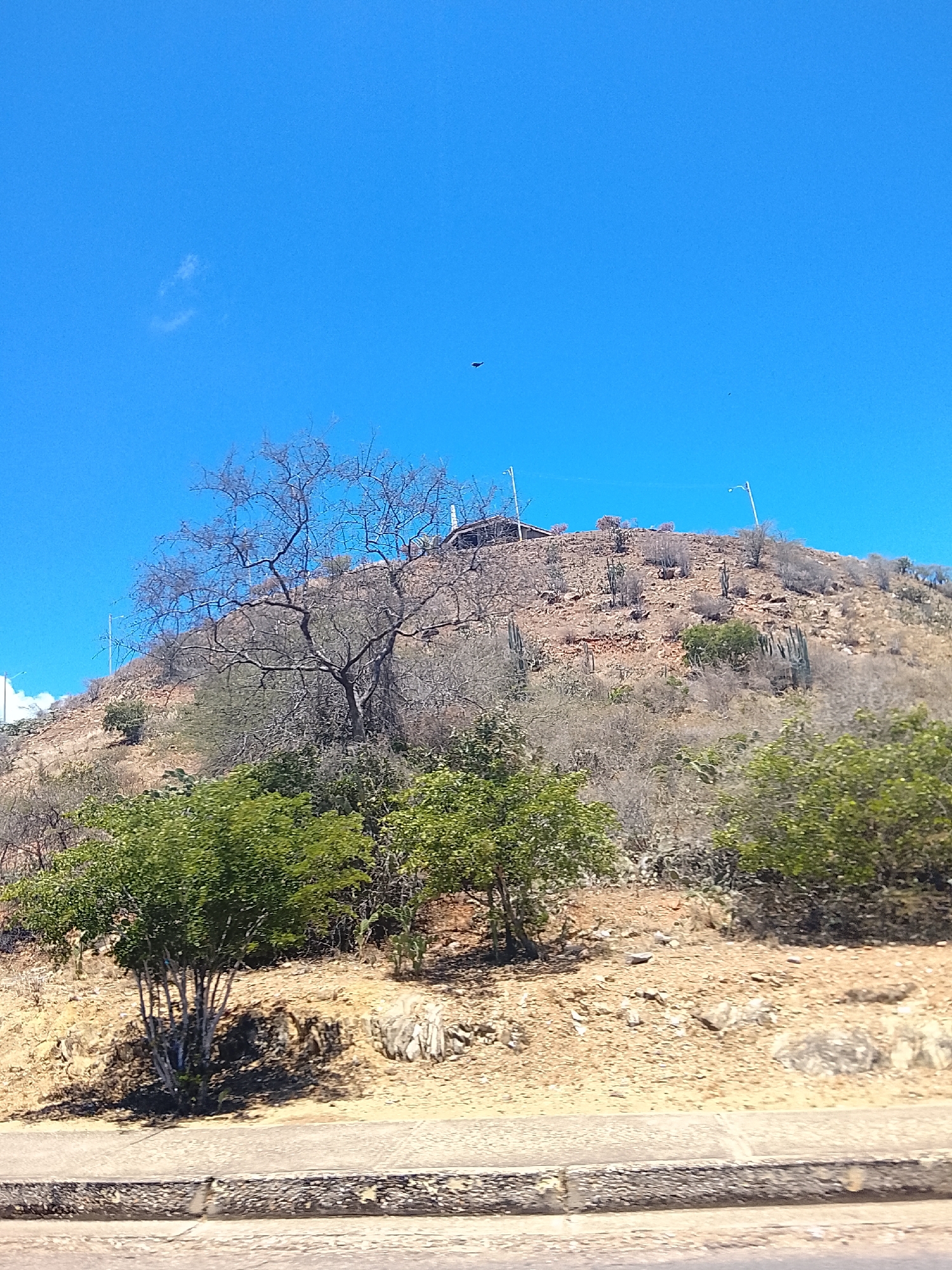 This media file captures a sun-drenched, arid hillside under a vast, clear blue sky. The scene is dominated by the steep, rocky slope of the hill, covered in dry, light brown soil and sparse vegetation.
In the midground, a prominent, large, deciduous tree stands on the hillside, its branches bare, suggesting a dry season or a species that sheds its leaves. Surrounding it are various types of greenery, including several smaller, leafy green trees or shrubs with dense foliage, particularly in the lower left and right of the slope. Interspersed among the dry terrain and shrubs are numerous cacti, including tall columnar types and smaller, more bushy varieties.
Towards the crest of the hill, two light poles or streetlights are visible, suggesting some man-made development or a path along the ridge. Faint outlines of what might be structures can also be discerned on the hilltop. The sky above is a brilliant, unblemished blue, with only a few faint, wispy white clouds barely visible on the left. A small, dark, indistinct shape, possibly a bird or insect, is captured in flight in the upper sky.
The foreground features a paved area, likely a road or sidewalk, with a curb running horizontally across the bottom of the frame. The strong, direct sunlight indicates it is daytime, probably midday, given the clear sky and lack of long shadows. The overall impression is one of a warm, dry climate, consistent with the specified location of Juan Griego, Venezuela. There is no visible text or explicit human activity in the image.