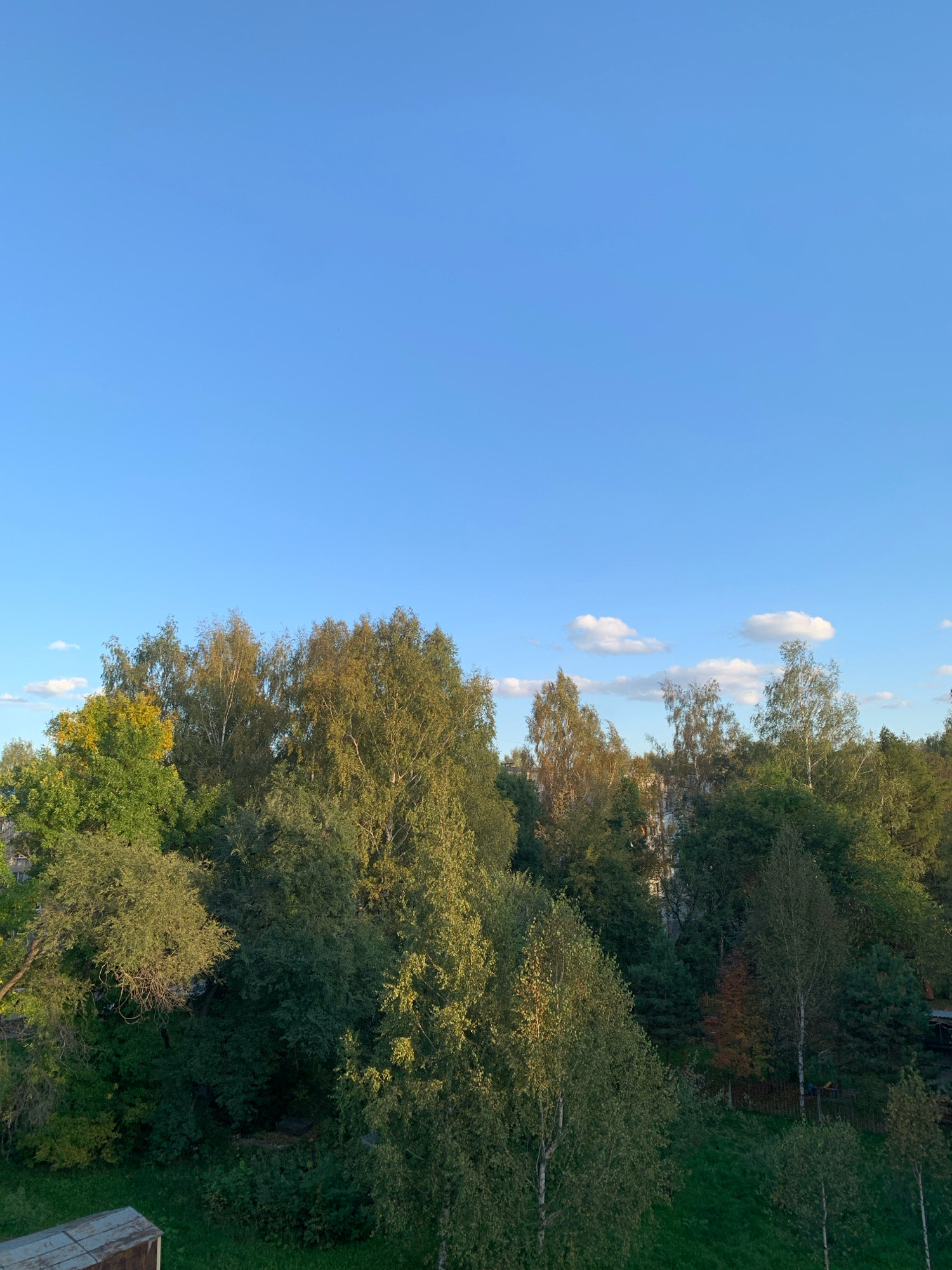 The image displays a lush, tree-filled landscape under a clear blue sky with scattered white clouds. The trees exhibit a mix of green and autumnal foliage, suggesting the season is likely late summer or early autumn. The dense vegetation forms a canopy, with hints of buildings peeking through in the background. The foreground shows a grassy area and what appears to be the edge of a rooftop structure, possibly made of corrugated metal. The overall impression is of a semi-urban or suburban natural setting. No people or specific actions are discernible. The location in Prokopyevsk, Russia cannot be determined from the visual information presented.