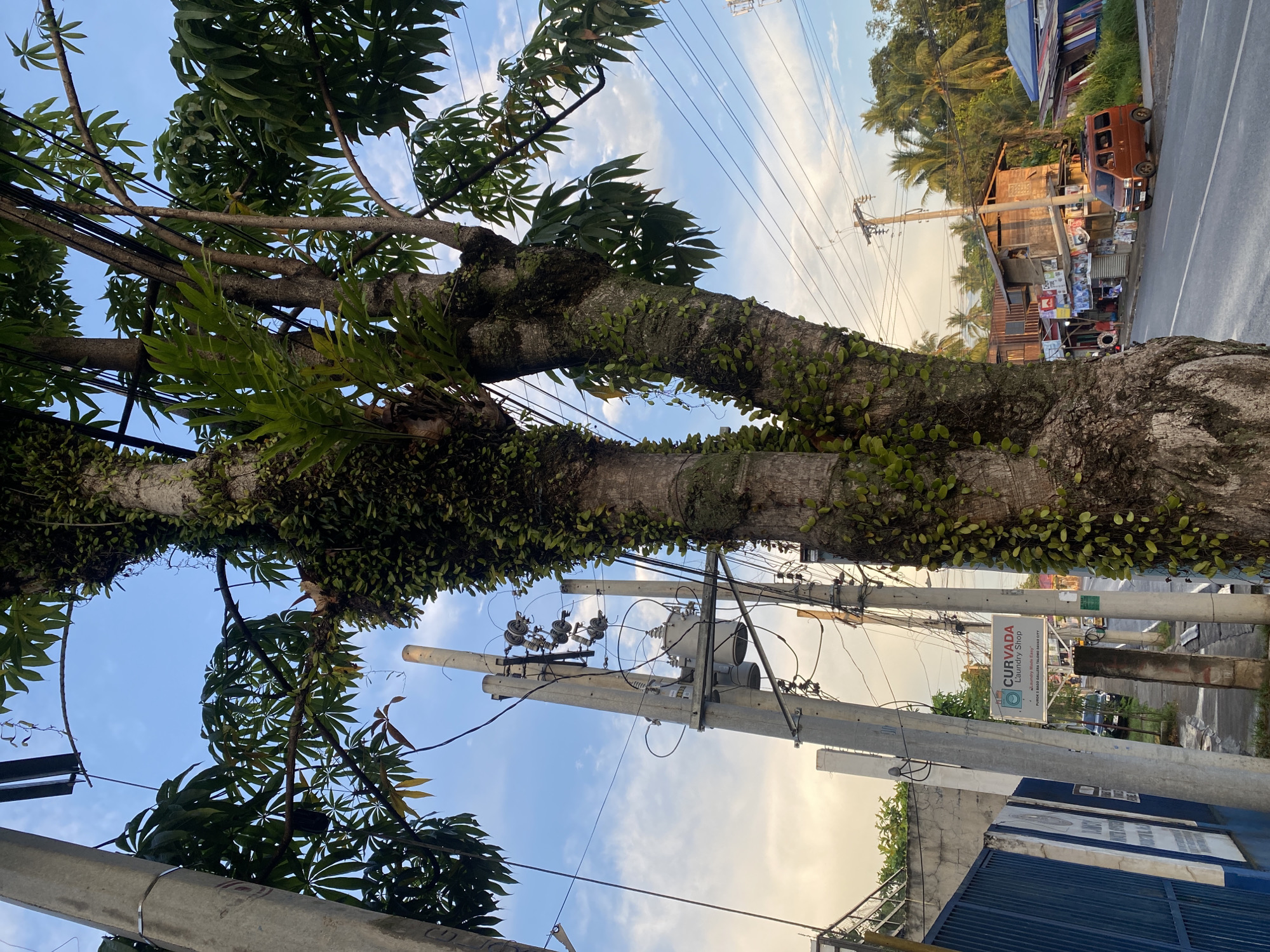 The image depicts a street scene in Davao City, Philippines, likely during the late afternoon or early evening, judging by the warm lighting. A large tree, heavily covered in vines and small plants, dominates the foreground, its trunk splitting into two main branches. To the left of the tree, a concrete utility pole with electrical transformers and numerous wires stands at an angle. Beyond the pole, a blue metal fence and a building with a sign that reads "CURVADA Laundry Shop" are visible.
The background shows a residential area with wooden houses, some with corrugated metal roofs, lining the street. Palm trees are scattered throughout the area. A small orange van is parked on the right side of the road, facing away from the camera. The road itself appears to be paved and wet, suggesting recent rain. The sky is a mix of blue with scattered clouds, and the lighting indicates the sun is low on the horizon. No people are clearly visible or engaged in any specific actions, aside from a figure in the distance near the houses. The scene appears to be a typical roadside view in a community with a mix of residential and commercial establishments.