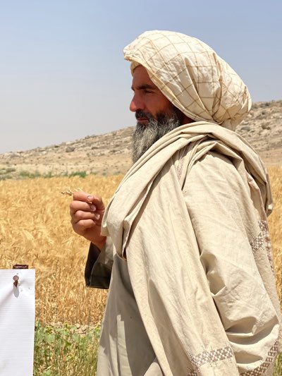 In a field near Mir Ahmad Kalay, Afghanistan, a man with a long gray beard and a turban stands in a wheat field. He is wearing a tan shawl-like garment. He holds a few stalks of wheat in his right hand. A white sign with a nail in it is visible in the lower left corner of the frame. The background consists of a hilly landscape under a clear sky.