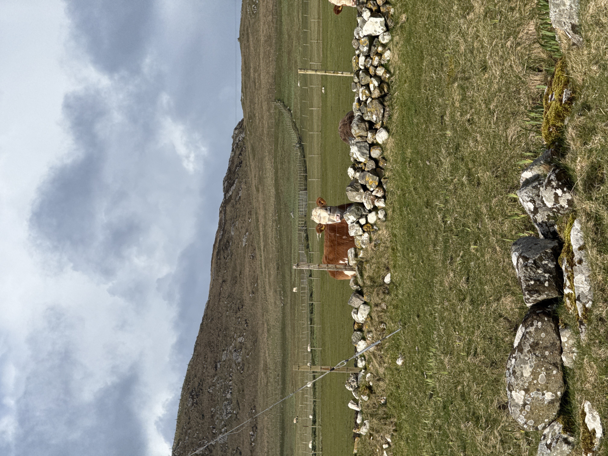 The image shows a rural scene with a cow standing behind a stone wall. The location appears to be a grassy field with a hill or mountain in the background and a cloudy sky. The cow is brown and white, partially obscured by the stone wall. The wall is made of irregular, lichen-covered rocks. A wire fence runs parallel to the wall. The environment is dominated by green grass, rocks, and a cloudy sky. The scene evokes a sense of countryside tranquility.