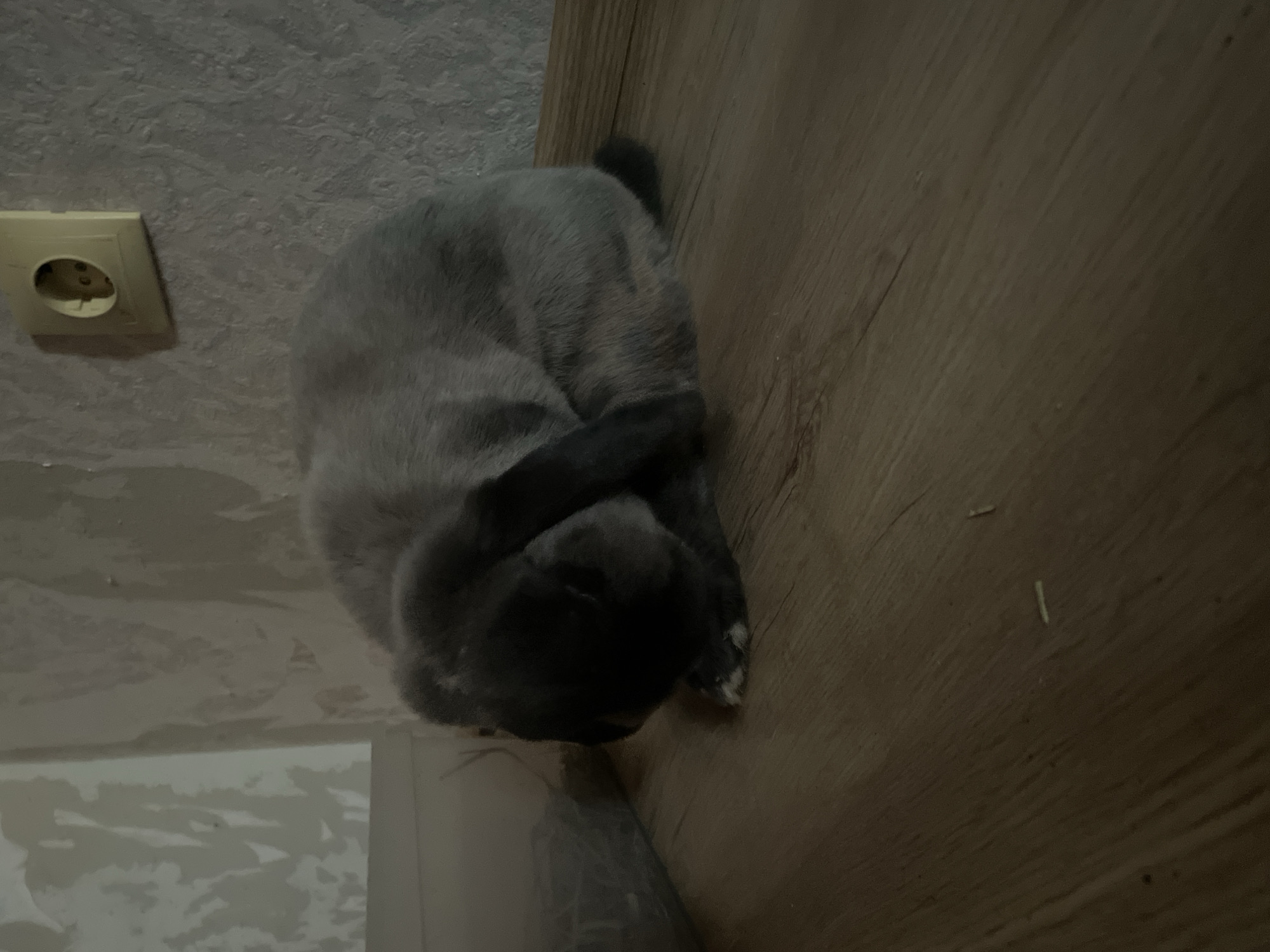 A gray lop-eared rabbit is curled up on a wooden floor next to a plastic container. In the background, a wall with textured wallpaper is visible, with a beige electrical outlet mounted on it. The lighting is dim. The image was captured in Votkinsk, Russia.