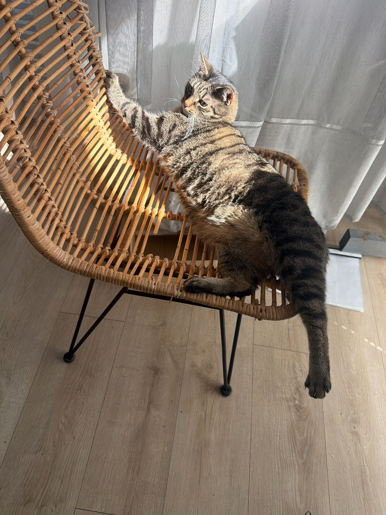 A tabby cat is sprawled across a woven rattan chair with thin black metal legs. The chair sits on a light-colored wooden floor, and a sheer white curtain is visible in the background, suggesting an indoor setting. The cat is positioned on its side, with its body stretched out and its front paws reaching up and over the edge of the chair. Sunlight streams in from the right, casting shadows and highlighting the textures of the rattan and the cat's fur. The scene appears to be in a residential apartment. The location is not specified within the city of Wrocław, Poland.