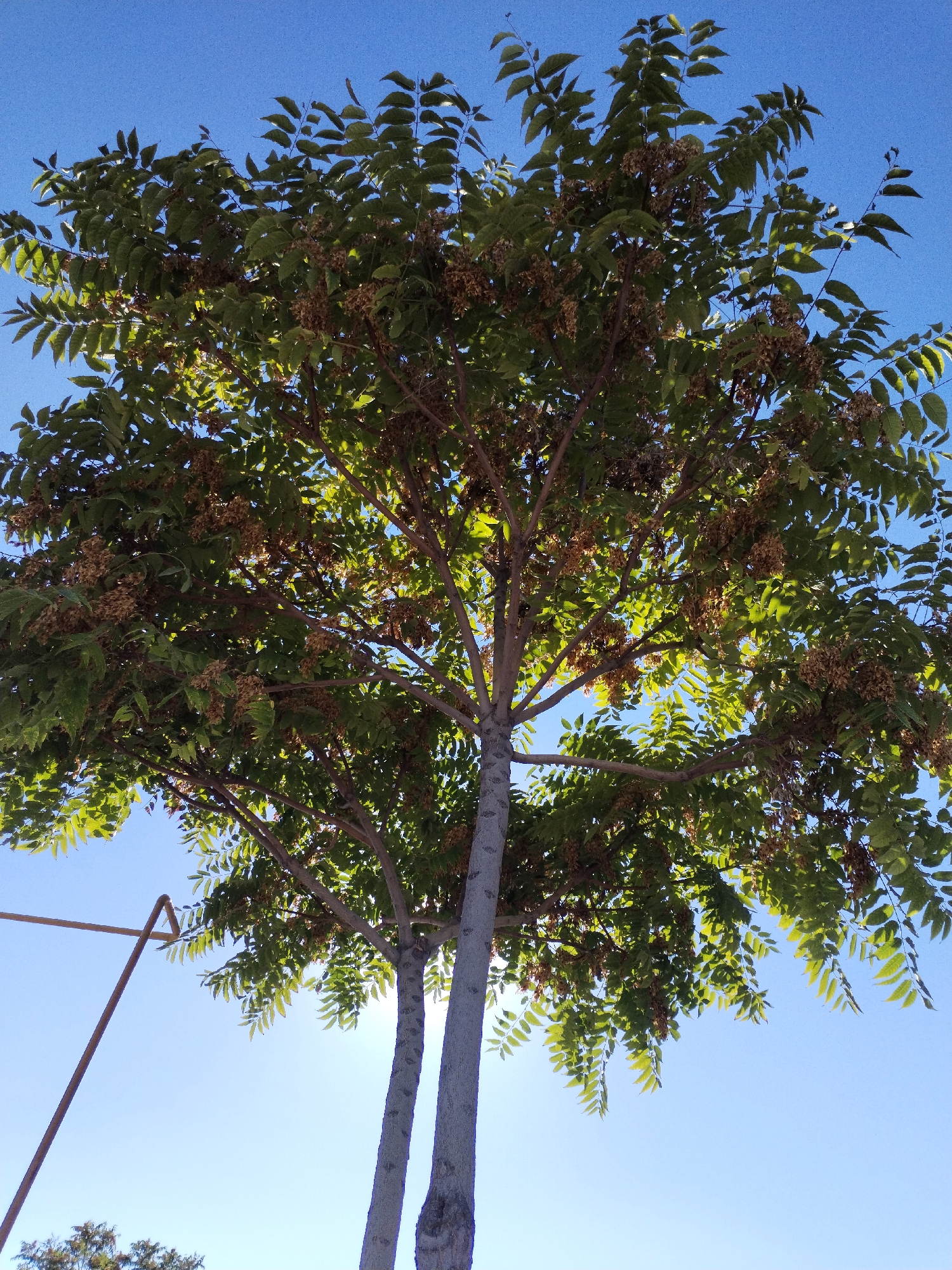In Şïeli, Kazakhstan, a deciduous tree with numerous leaves and clusters of seed pods stands against a clear, bright blue sky. The sun shines from behind the branches, illuminating the foliage and casting shadows. The tree has a bifurcated trunk, with two distinct greyish-brown trunks emerging from the base. The lower portion of the image reveals a thin, bent metal rod or pole extending from the left, partially obscured by the tree's branches and leaves. In the far lower left corner, the top of another, darker green tree is visible. The overall scene is one of a natural element within an urban or semi-urban environment.