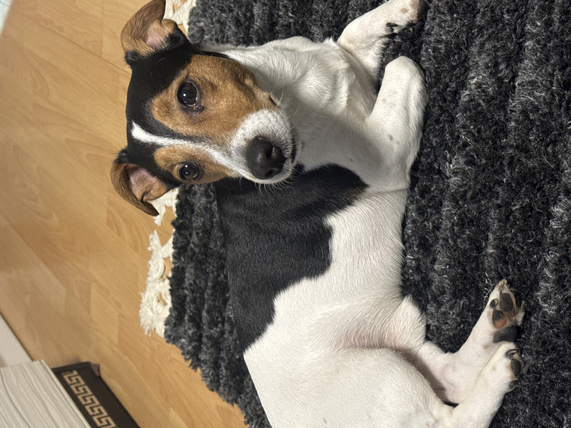 A tri-colored Jack Russell Terrier lies on its back on a gray rug. The dog's head is facing the viewer with an upturned gaze. The dog is primarily white, with black markings on its back and head, and tan markings on its face. The rug is thick and shaggy. The background includes a hardwood floor and a section of what appears to be a white cabinet or baseboard. There is no indication of the location being Sofia, Bulgaria.