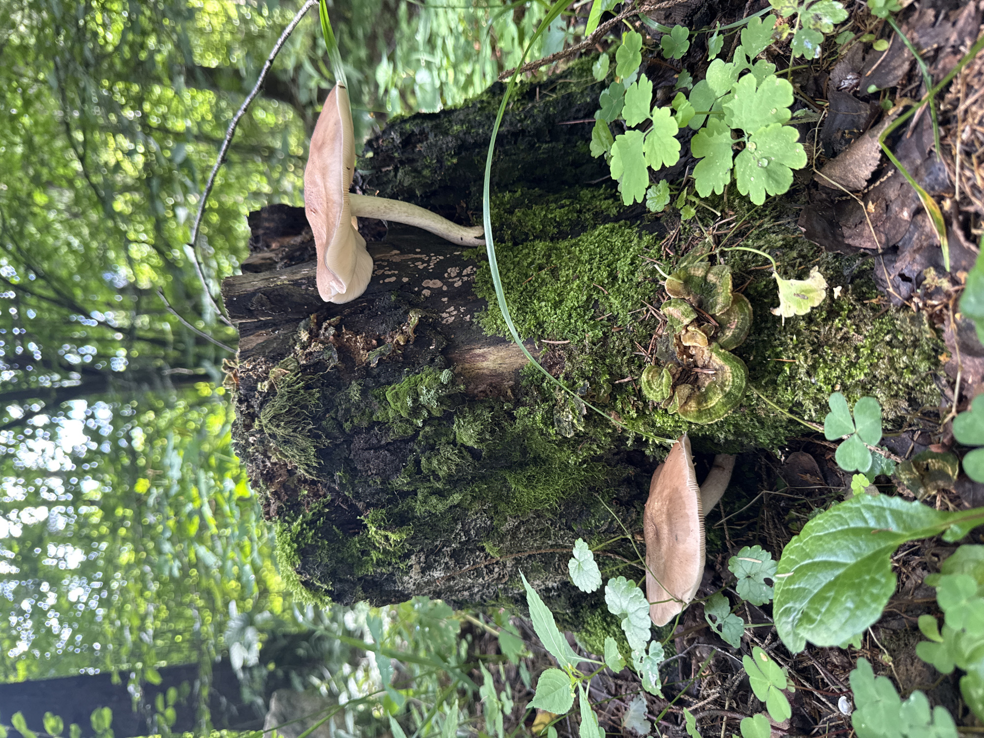 A vertical, eye-level, full shot captures a moss-covered tree stump in a forest setting, featuring several mushrooms and lush greenery. The stump, dark brown and rough-textured, is densely carpeted with vibrant green moss, giving it a soft, organic appearance. Two prominent mushrooms are visible: one larger, light brown mushroom with a wide cap and slender stem emerges from the upper right side of the stump, reaching upwards. Another, similar mushroom is positioned near the base of the stump on the left, partially obscured by leaves. Several smaller, green plants with clover-like leaves, some bearing dew drops, surround the base of the stump and dot the forest floor. Fallen leaves and pine needles are scattered amongst the undergrowth. The background consists of a blurred forest canopy, with dappled sunlight filtering through the leaves, creating a soft, bokeh effect. The overall scene depicts a natural, woodland environment, likely in a park or a forested area within or on the outskirts of Mahilyow, Belarus, given the characteristic temperate forest flora. No people are present in the image.
