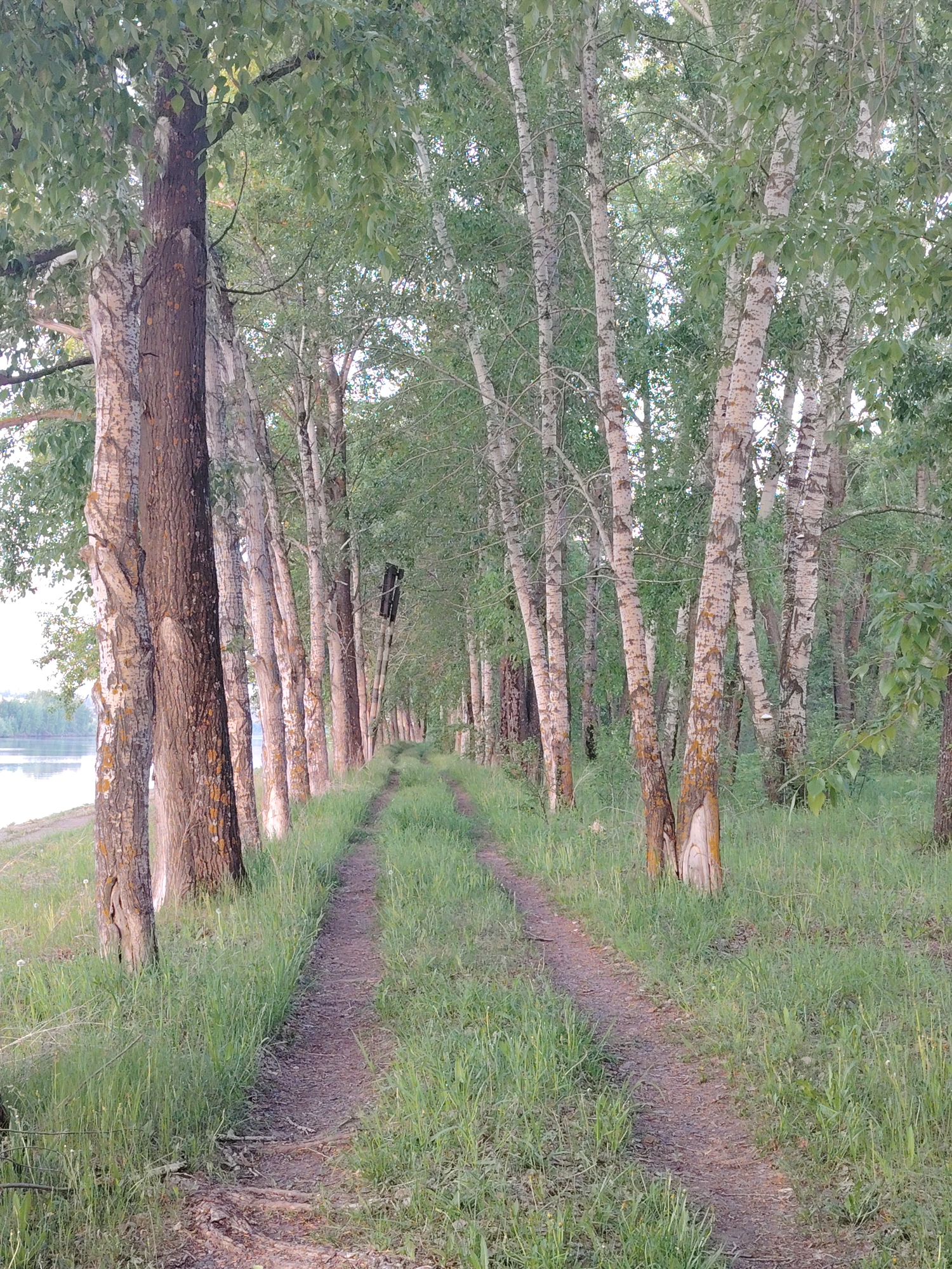 The image depicts a grassy path leading through a line of trees, likely in a park or wooded area. The trees are a mix of birch and darker barked varieties, with green foliage overhead. The path shows signs of tire tracks. In the background, a body of water is visible. It is not possible to confirm the location as the city of Chaikovsky, Russia, based solely on this image. There are no people or clear actions visible.