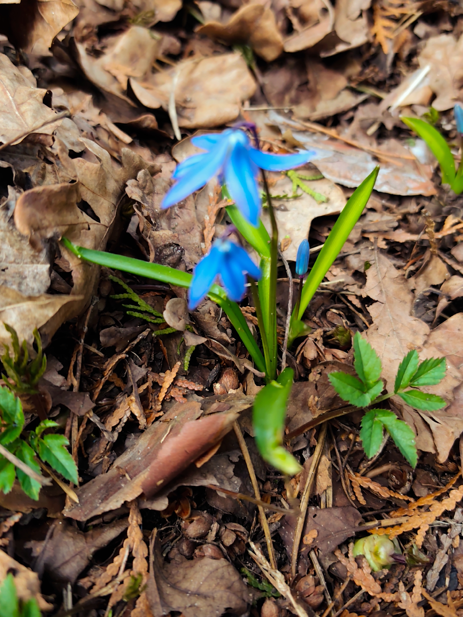 The image shows a patch of forest floor in Kratovo, Russia, covered with brown fallen leaves and other organic debris. Several blue Scilla siberica flowers, also known as Siberian squill, are blooming with green stems and leaves. There is a small patch of green leafy plants in the bottom left, as well as a similar patch to the lower right.