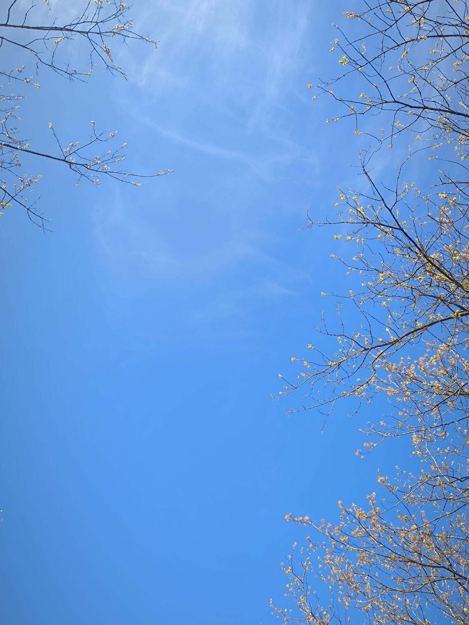 The image shows a view looking up at a clear blue sky in Fryazino, Russia. The branches of trees are visible in the periphery, with new buds and small leaves emerging. There are no people visible. The scene depicts early spring.