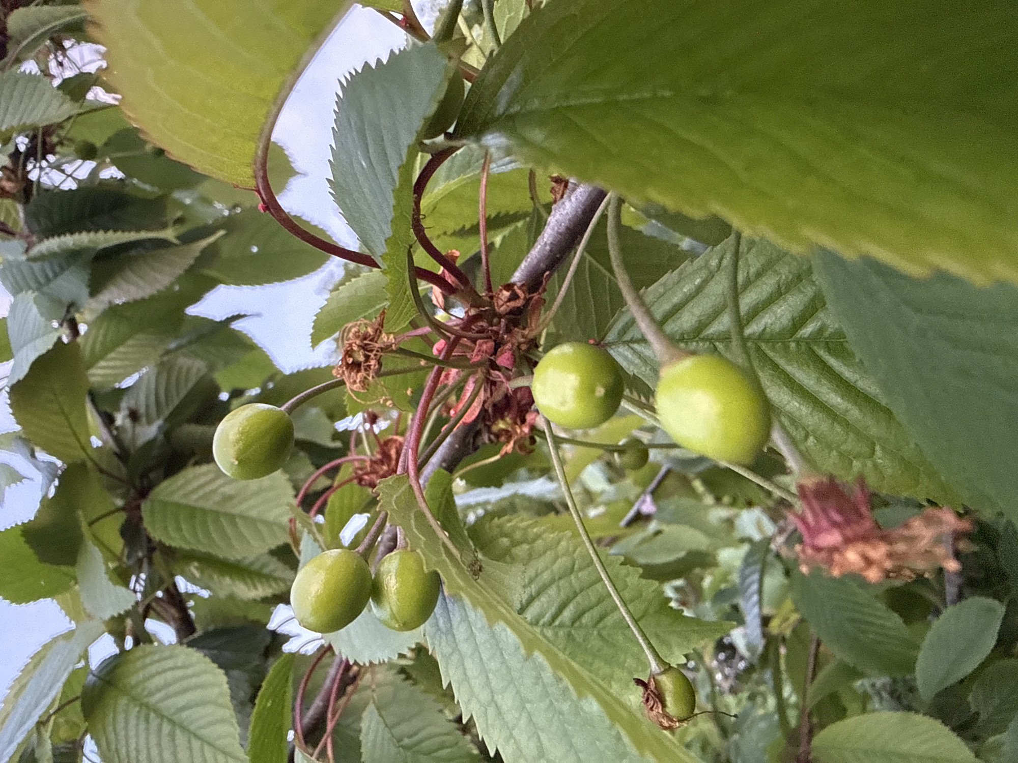 The image shows unripe green cherries growing on a tree branch. The leaves are serrated and green. The sky is visible in the background. The location is Great Yarmouth, United Kingdom.