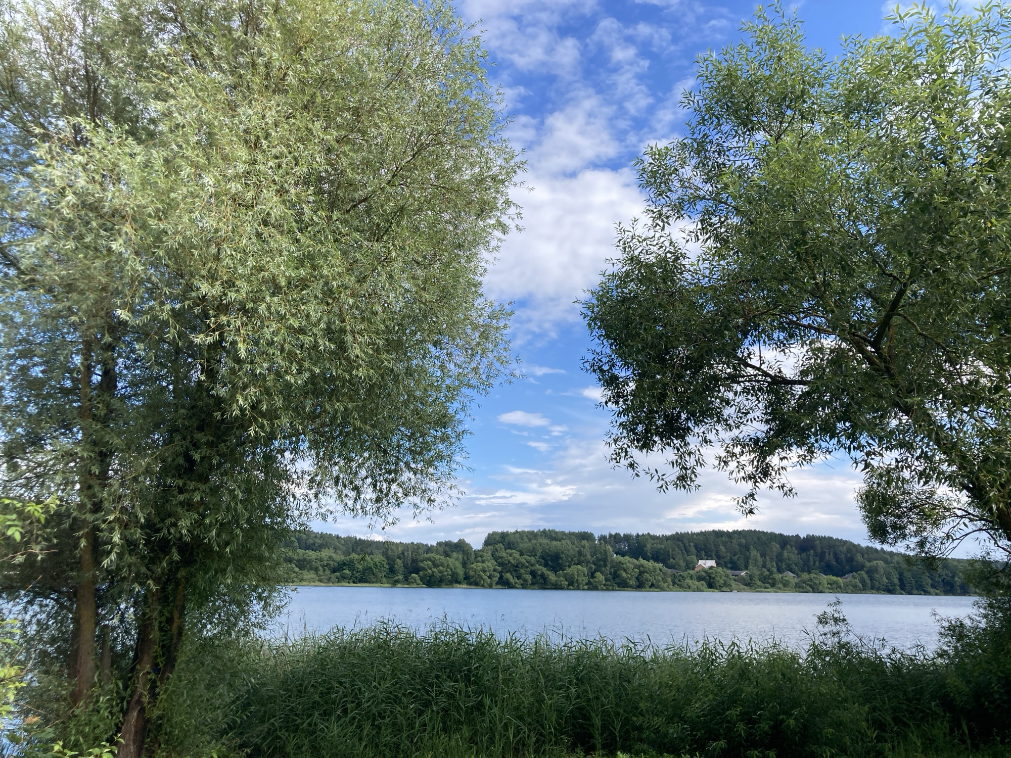 The image depicts a tranquil lake scene with lush greenery. On the left and right sides of the frame, tall trees with dense foliage frame the view of the lake. The water of the lake is calm and reflects the bright blue sky dotted with white, fluffy clouds. The distant shore is lined with a dense forest, and a few buildings are visible nestled amongst the trees on a gentle slope. In the foreground, tall grass and reeds grow along the edge of the water, adding to the natural, wild feel of the environment. The overall atmosphere is peaceful and idyllic, suggesting a rural setting. This landscape is characteristic of the Astrashitskagaradokski rural council in Belarus.