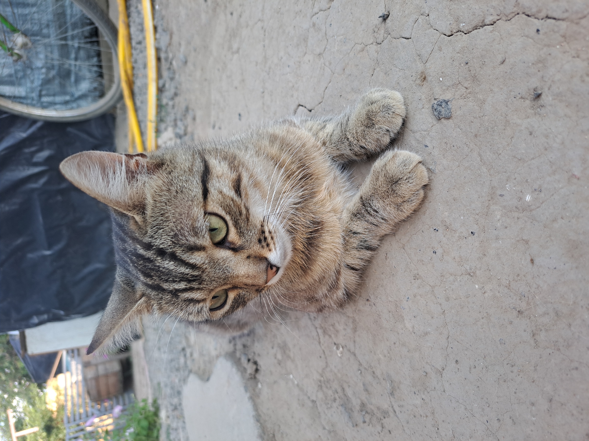 A tabby cat with green eyes is lying on cracked concrete in an outdoor setting. The cat is facing left and its paws are extended forward. In the background, there is a black tarp, part of a bicycle wheel, and some foliage. The environment appears to be a yard or alleyway. The location is specified as Vypasne, Ukraine.