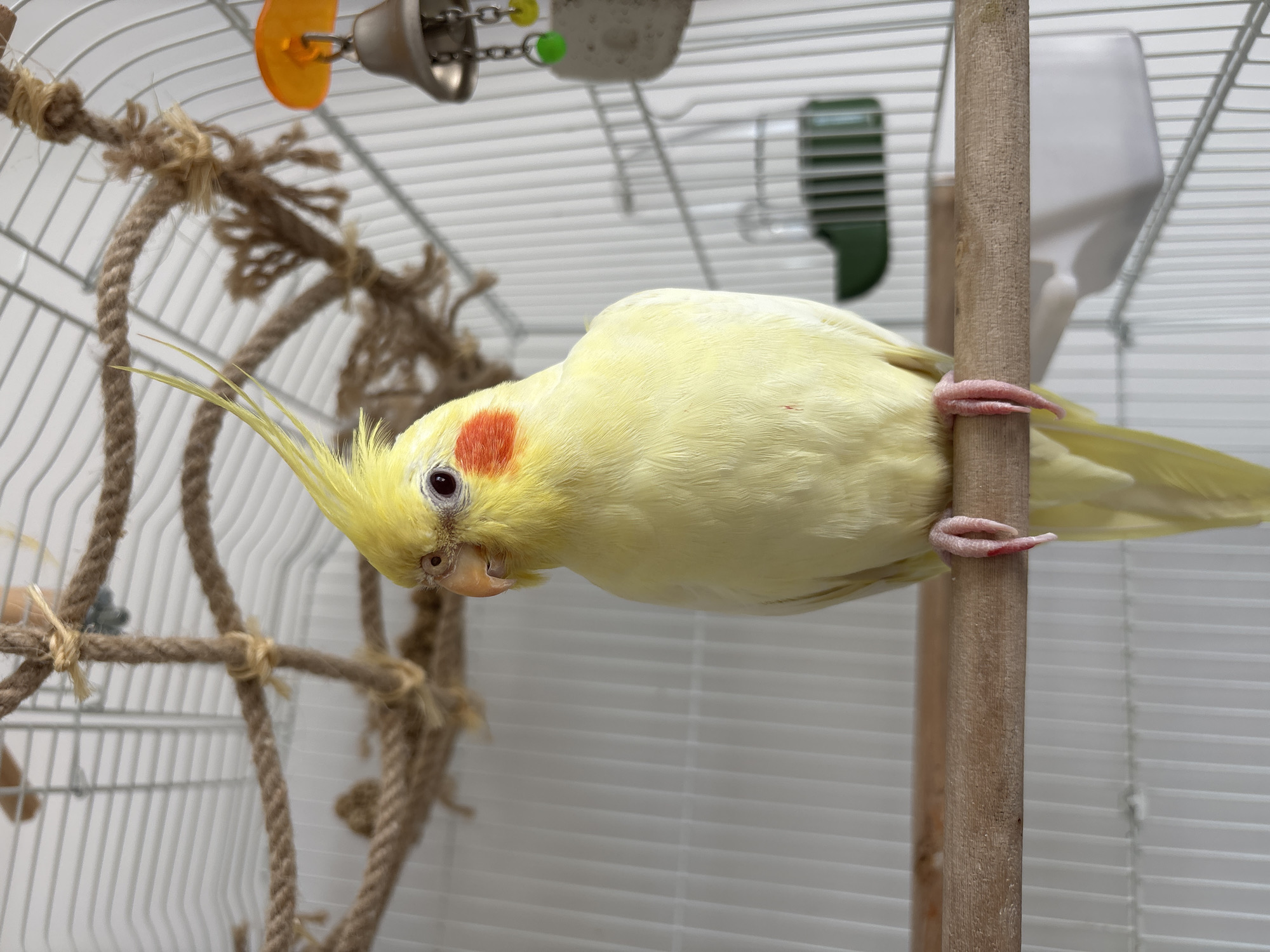 A light yellow cockatiel with orange cheek patches and red eyes is the central subject of the image, captured inside a wire bird cage. The bird is perched horizontally on a smooth wooden dowel, gripping it with its pink claws, and is leaning its head down towards the viewer with an alert and curious expression.
The interior of the white wire cage is visible, furnished with various bird accessories. To the left of the cockatiel, a robust, knotted jute rope structure forms a climbing toy or ladder. Above, parts of other toys can be seen, including an orange plastic disc and a silver bell attached to chains with small green and yellow beads. In the background, mounted on the cage wall, are a green plastic feeder or waterer and a larger white plastic water dispenser.
The setting appears to be indoors, against a plain, light-colored background. The lighting suggests ambient indoor illumination, without specific indicators of time of day or weather. While the provided context places the location in Krasnoyarsk, Russia, there are no specific visual cues within the image to confirm this. No text is visible in the photograph.