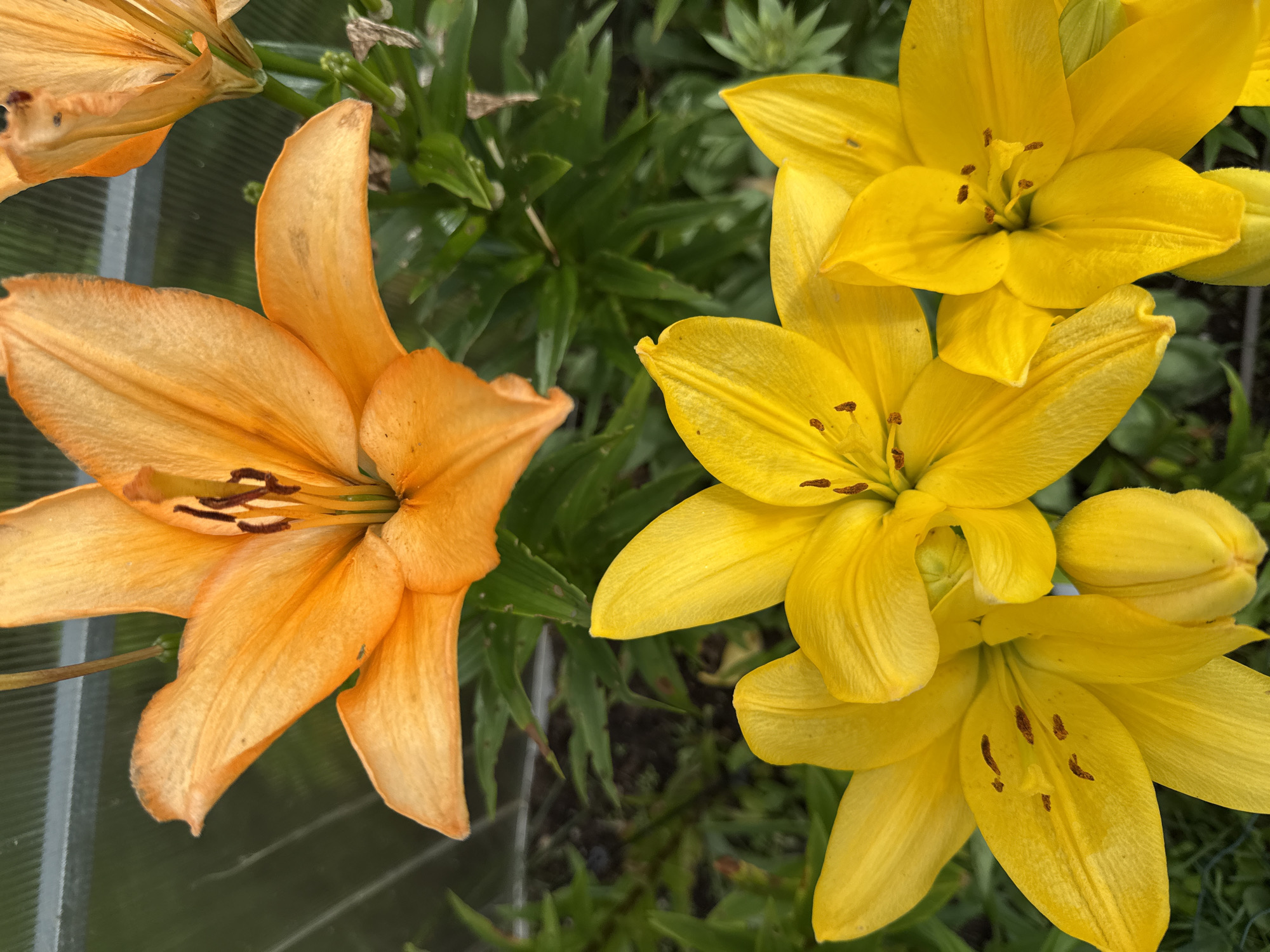 This is a close-up, high-angle photograph of two lily flowers in bloom. The upper flower is a vibrant orange, with its petals unfurled and its stamens visible in the center. Below and to the left of the orange lily are three bright yellow lilies, their petals also open, revealing their stamens. The background consists of dark green foliage and a glimpse of a grey, corrugated structure, possibly a greenhouse or fence, suggesting an outdoor setting. The image was taken in Žemieji Rusokai, Lithuania.