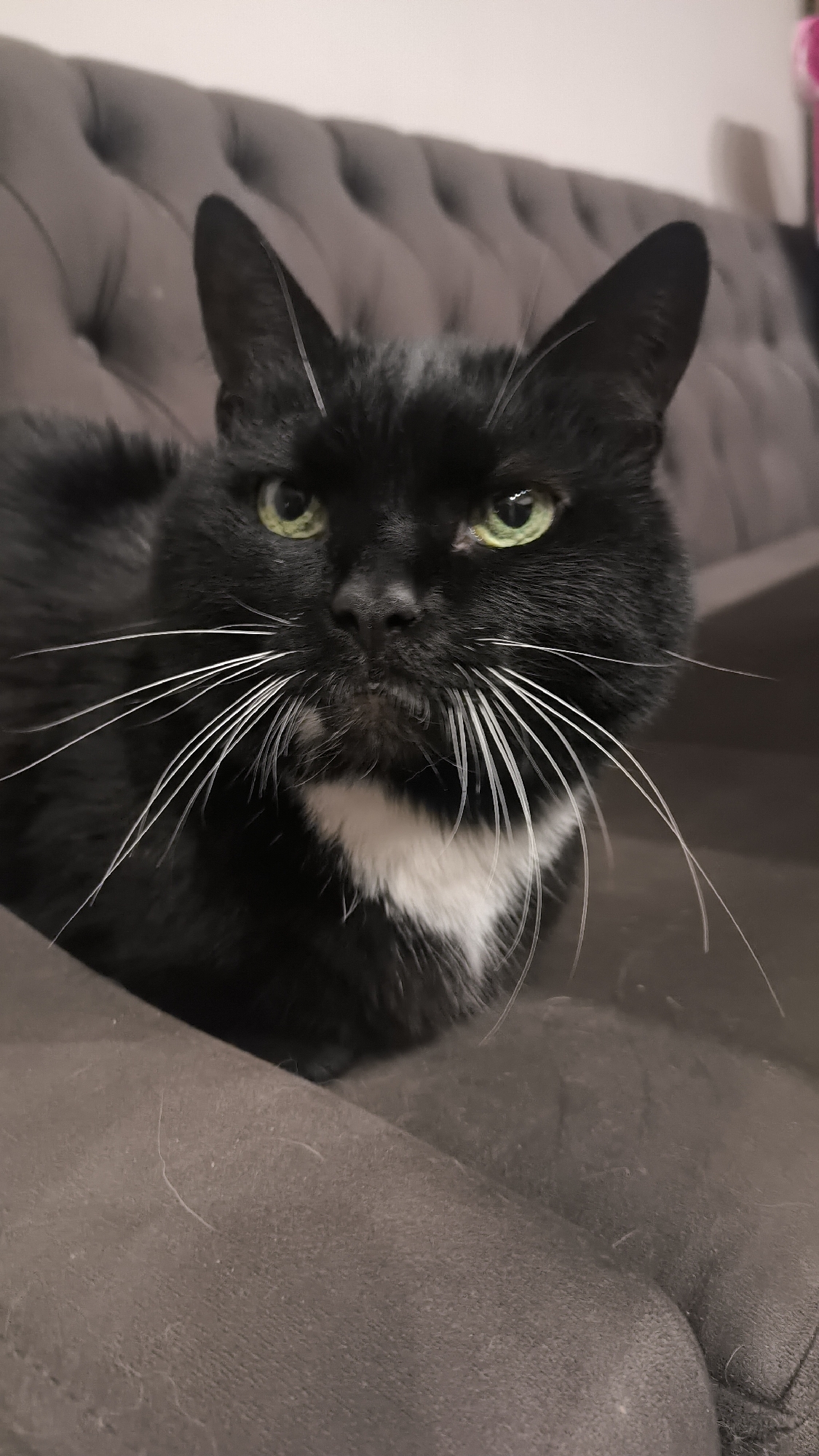 A close-up, eye-level shot focuses on a black cat with a white chest and bright green eyes. The cat's long, white whiskers fan out prominently. The cat is positioned on a dark gray, tufted upholstered surface, possibly a sofa. The background is softly blurred, showing more of the same upholstered surface and a neutral-toned wall. There are no indications of the city of Kovrov, Russia in the image.