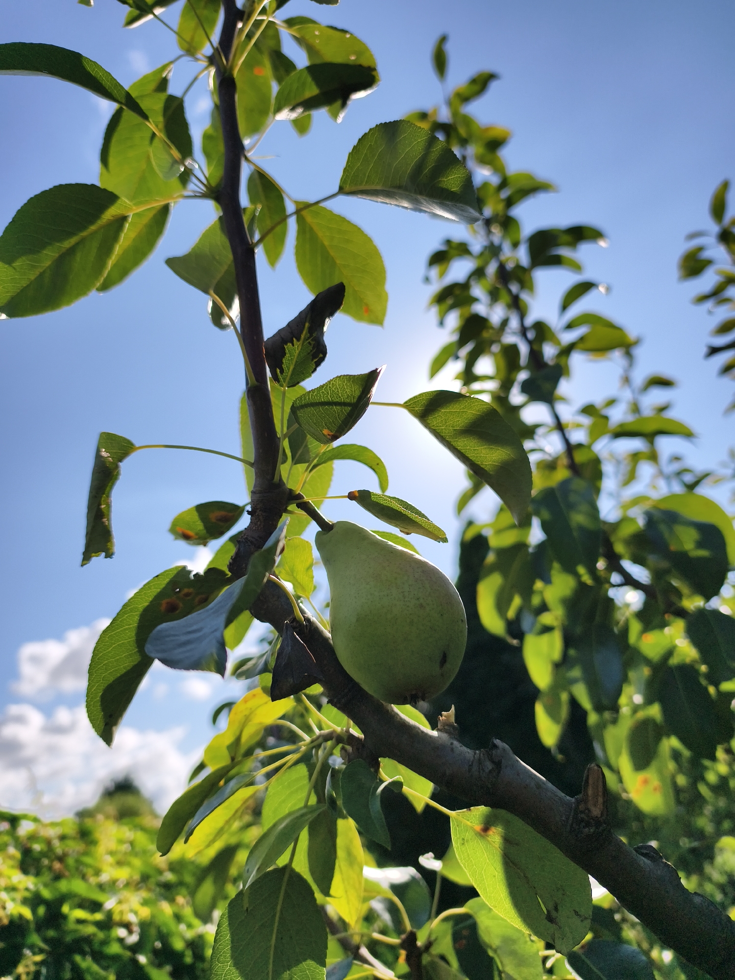A pear hangs on a tree branch against a bright blue sky. The pear is green and appears ripe. The tree has green leaves, some of which show signs of damage, such as brown spots and torn edges. The sun is visible through the leaves, creating a bright glare. The background is out of focus, showing more of the tree and other greenery. The image was taken in Tczew, Poland, likely in a garden or orchard.