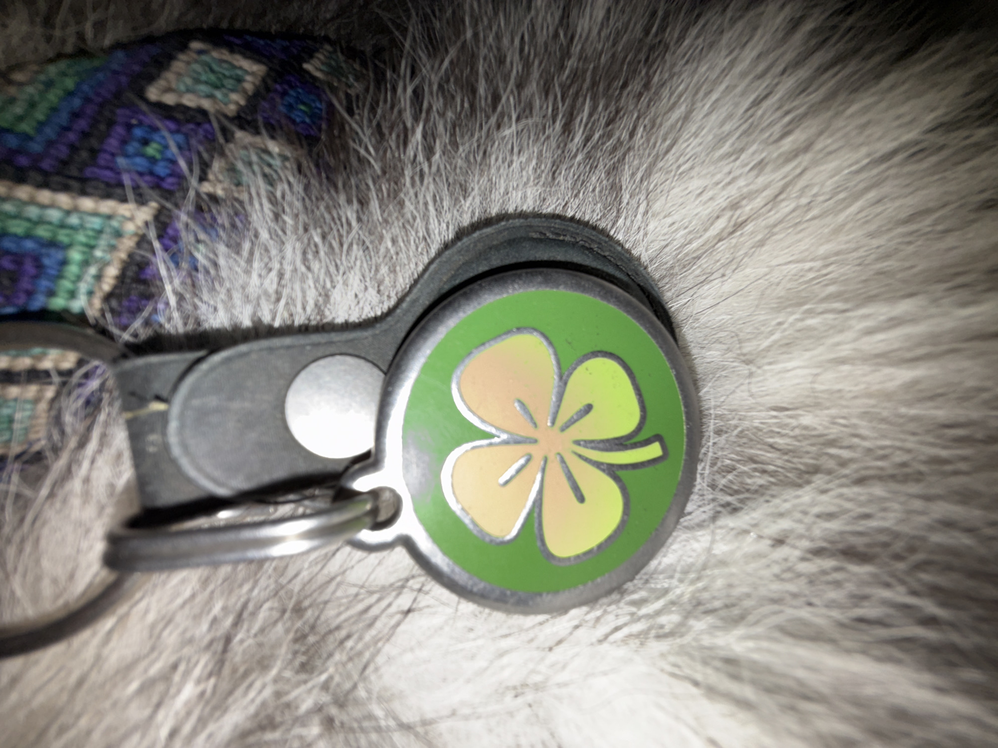 A close-up, low-angle shot shows a dog's collar tag with a four-leaf clover design. The tag is circular and green with an orange and yellow clover. It hangs from a metal loop attached to a black collar. The dog's fur, which appears to be gray and white, fills the background. The image is set in Lège-Cap-Ferret, France.