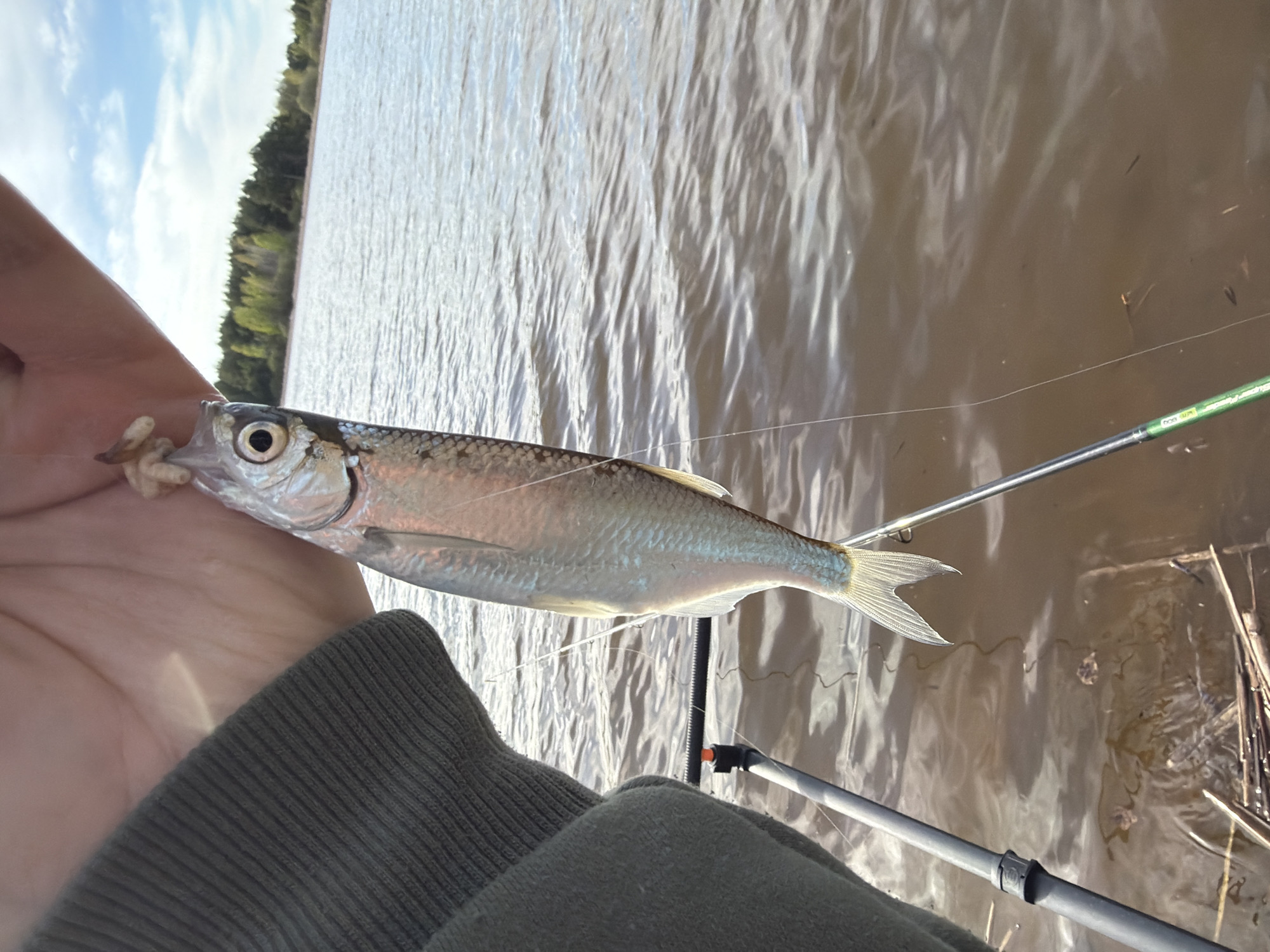 A person is holding a small, silver-colored fish with an open mouth in their left hand, which is adorned with fishing bait. The person is wearing a dark green sweater. A fishing rod with a green handle is visible in the background, extending into the water. The water is murky, and there is vegetation, possibly reeds or grasses, along the shoreline. In the distance, a treeline is visible under a partly cloudy sky. There is no evidence that the location is Chaykovsky, Russia.