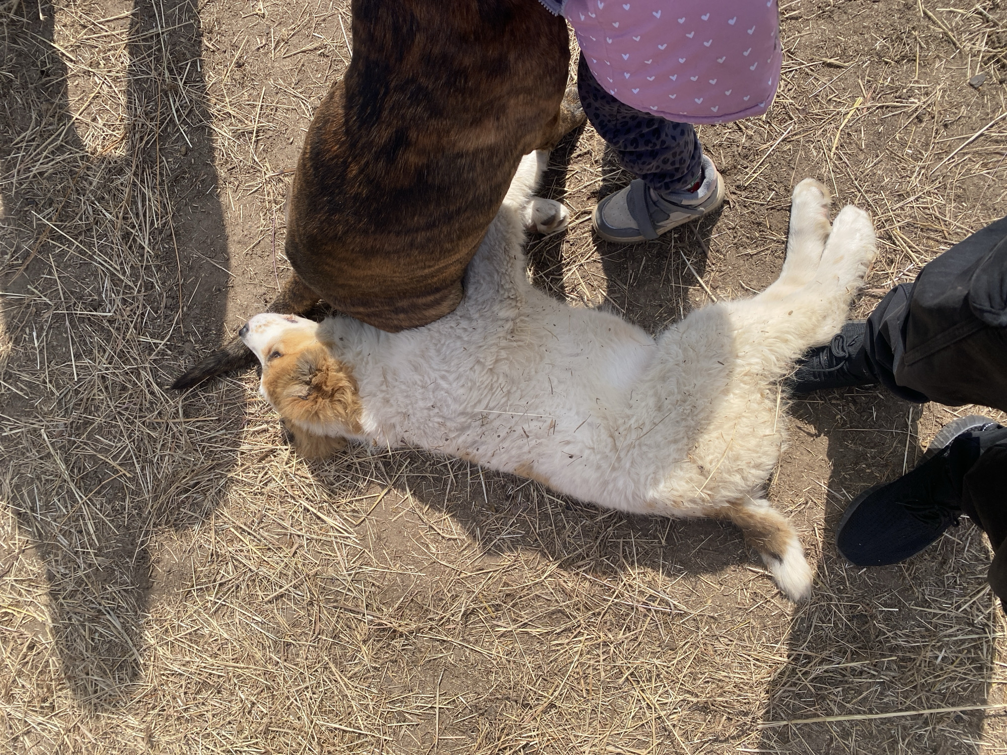 The image, possibly taken in Zhigalki, Russia, shows a scene of interaction between people and dogs in an outdoor setting. A white and tan colored puppy is lying on its back on dry, straw-covered ground. An individual wearing a pink coat with white hearts and gray shoes stands near the puppy. A brindle-colored dog is positioned over part of the puppy. Additionally, a person with black shoes stands near the puppy. The ground is covered in dry straw. A stick is lying near the puppy’s head.