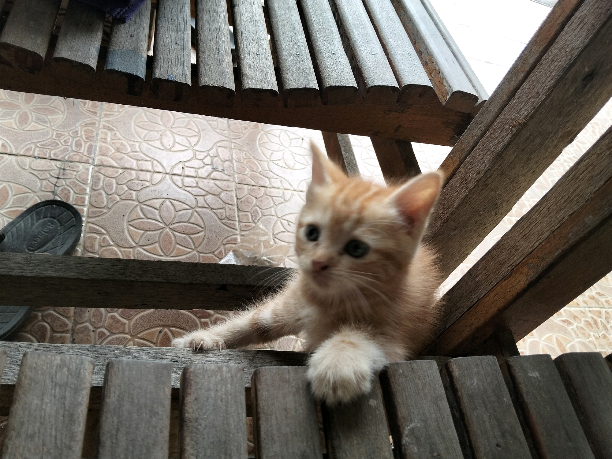 An orange tabby kitten with green eyes is perched on wooden slats. The kitten is positioned towards the right side of the frame, with its front paws resting on a lower slat. Its body is mostly visible, with its head tilted slightly to the left. The background consists of a patterned tiled floor. A black sandal is visible on the left side of the image, lying on a wooden surface. The overall scene appears to be outdoors, possibly on a porch or patio, in the city of Arang Limbung, Indonesia.
