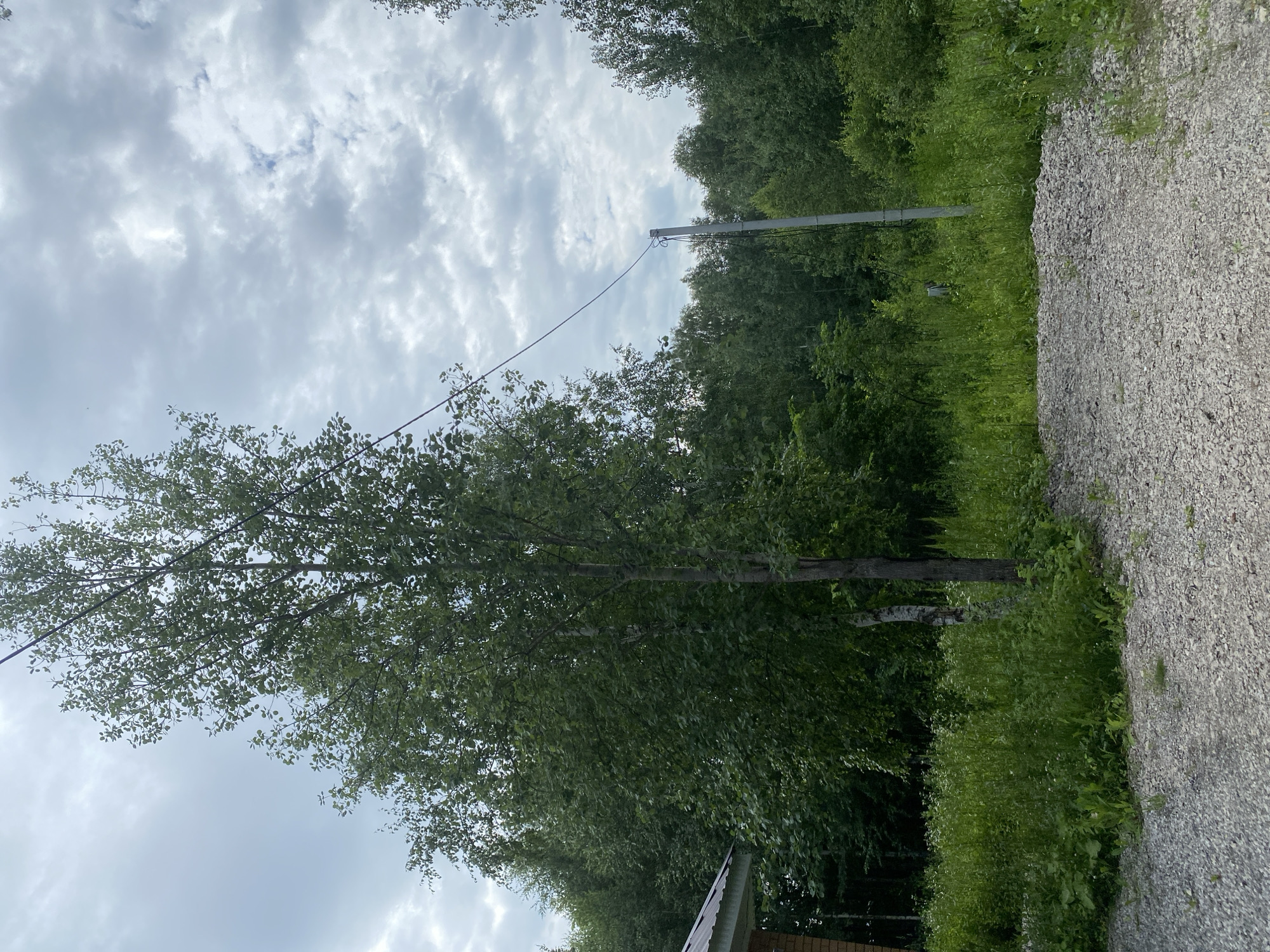 The image depicts an outdoor scene with a gravel foreground, a patch of tall green grass and vegetation in the mid-ground, and a dense line of trees in the background. A tall, slender tree with green leaves stands prominently in the left-center of the frame, with a portion of a building's roof and wall visible to the far left. A utility pole with wires extending across the frame is situated to the right of the central tree. The sky is overcast with dramatic clouds. The scene appears to be a natural or semi-developed area, possibly on the outskirts of a populated area. No people are visible in the image. The provided information suggests this location is in Ufa, Russia, a city in the Volga region known for its proximity to the Ural Mountains and its natural landscapes.