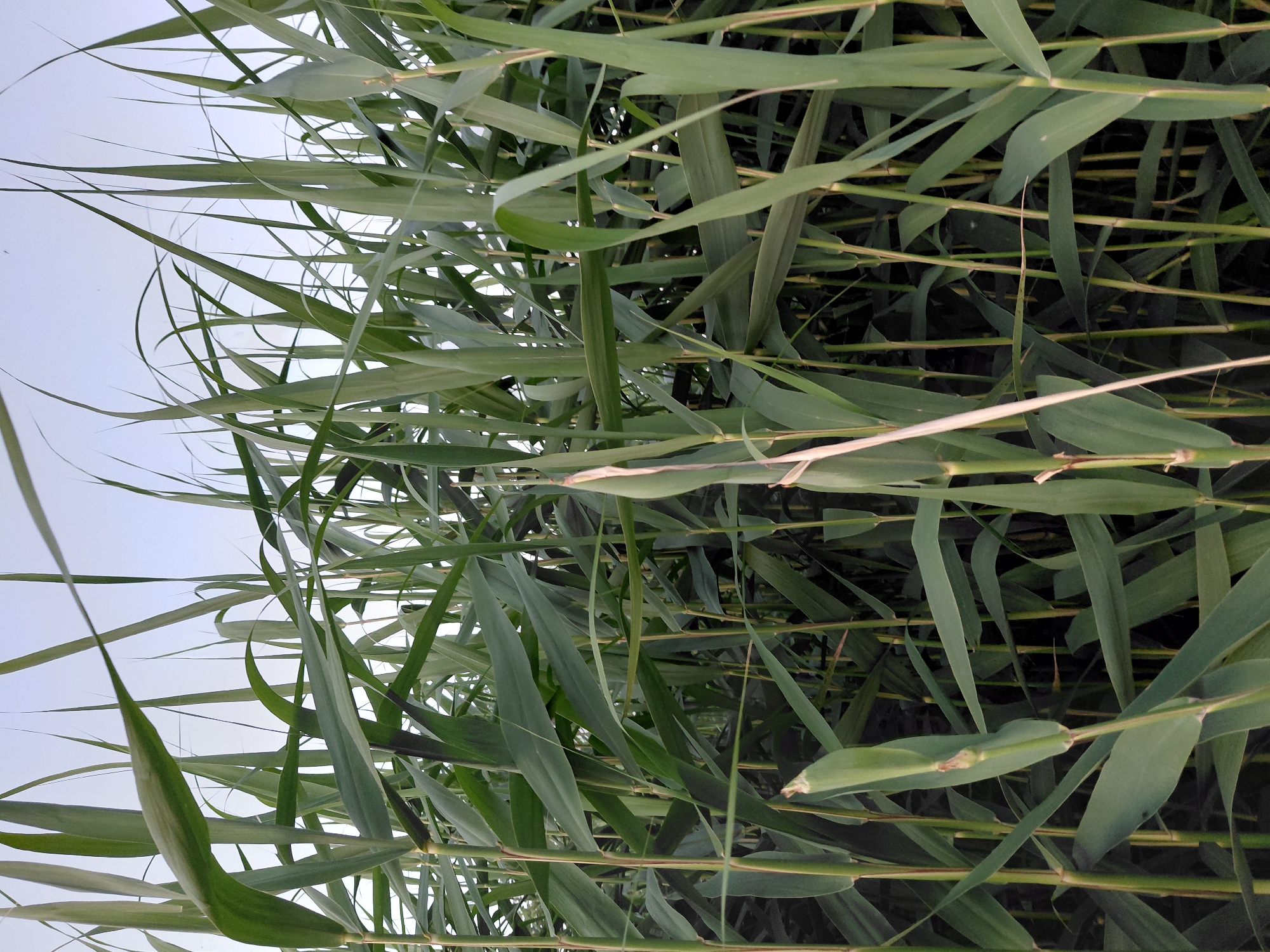 The image displays a dense thicket of tall, green reeds or bamboo-like plants, reaching towards a pale sky. The stalks are slender and the leaves are long and pointed, overlapping each other and creating a wall of vegetation. A few lighter-colored, dried stalks are also visible interspersed among the green ones. The lighting suggests it might be early morning or late evening. The scene is set in a natural environment. The location of Ustyvytsia, Ukraine is not visually represented in the image.