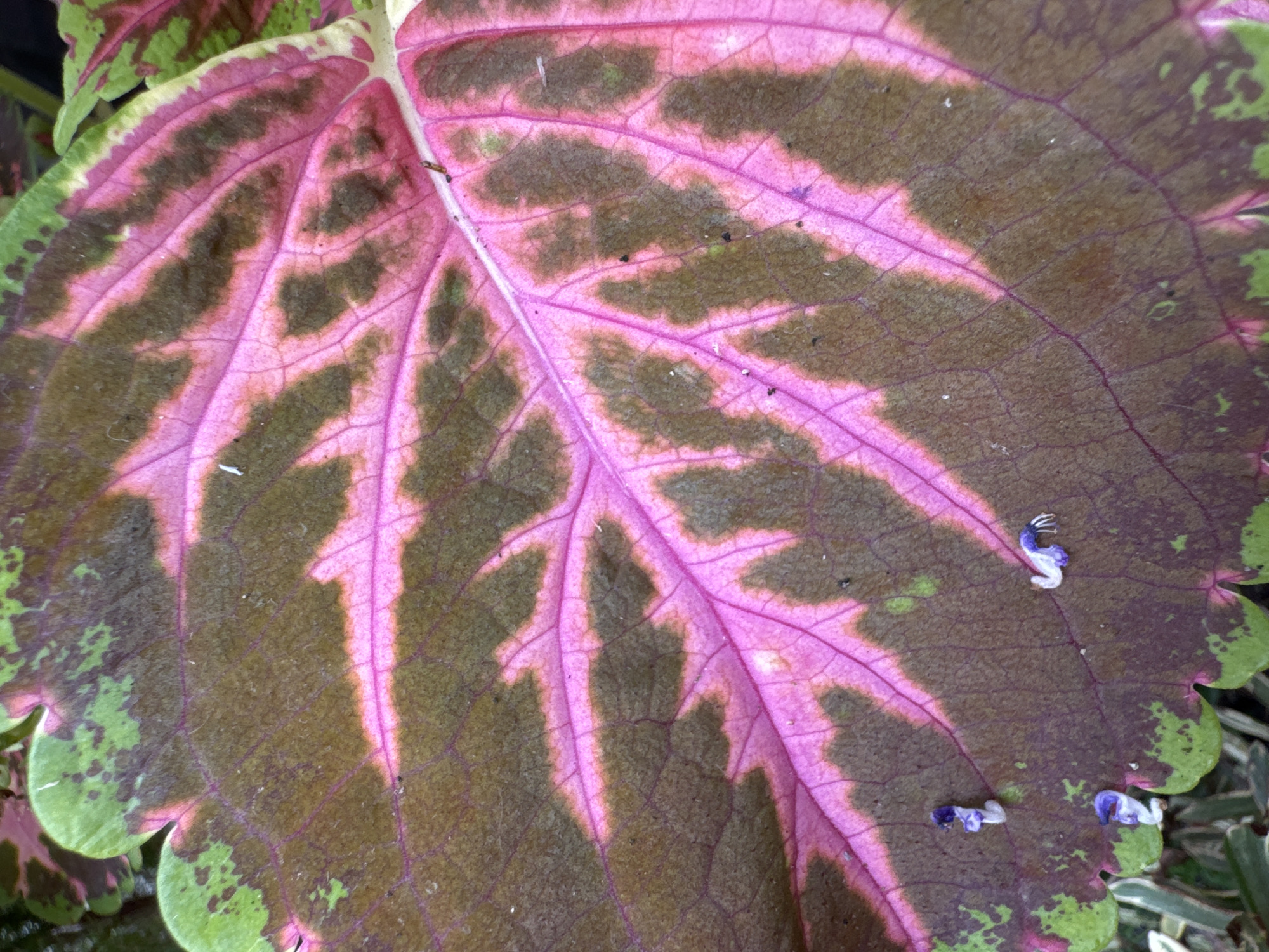 A close-up, overhead shot shows a large, multi-colored leaf. The leaf is predominantly a deep brown, with vibrant pink patterns radiating from the central vein. The edges of the leaf are a bright green, speckled with darker brown and pink hues. Several tiny, light purple and white flower fragments are scattered on the surface of the leaf, particularly in the lower left quadrant. The background is blurred, showing hints of more foliage and greenery, suggesting an outdoor setting. The image does not contain any information that would allow for the identification of a specific location in Frankfurt, Germany.