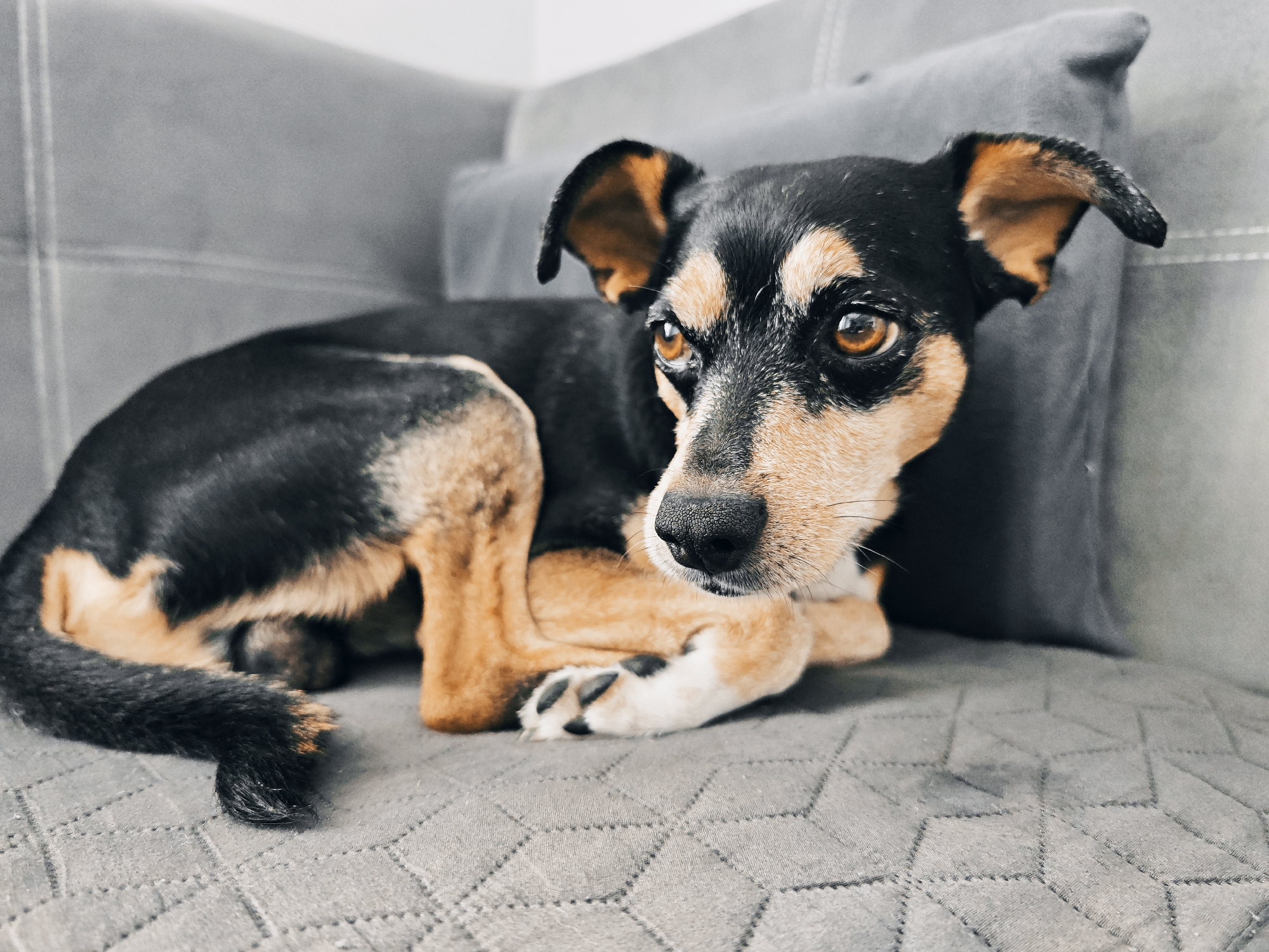 A small, black and tan dog rests on a gray couch. The dog is lying down with its front paws crossed. The background consists of a gray pillow and the gray fabric of the couch. The dog's eyes are a golden brown color. The dog has a black tail that is curled slightly. It is not possible to determine the location as Burgas, Bulgaria from the provided image.