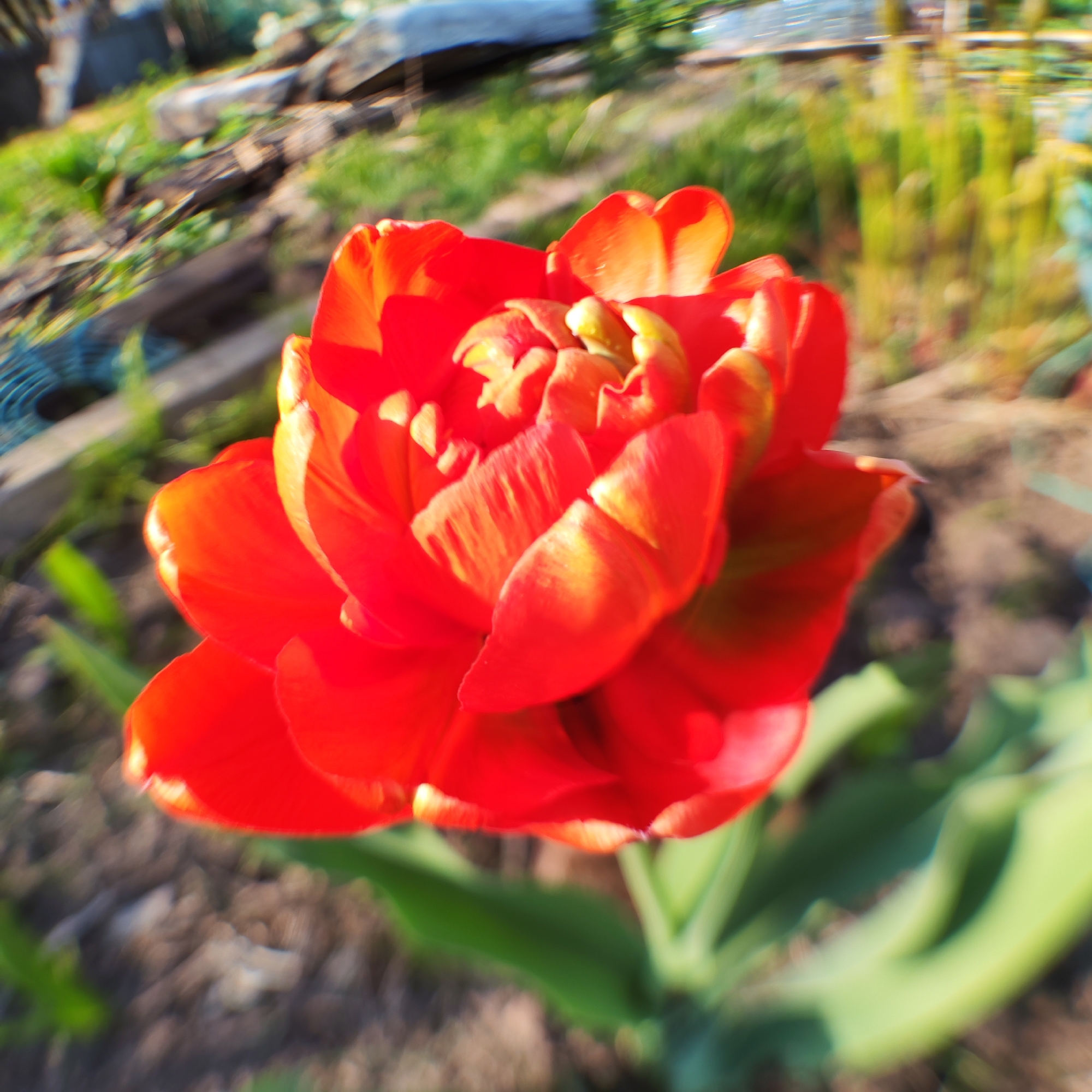 A close-up, slightly blurry photograph shows a vibrant red tulip in full bloom. The flower is the primary subject, filling much of the frame with its layered petals. Hints of yellow are visible in the interior of the flower. The green stem and leaves of the tulip are partially visible at the bottom of the frame, slightly out of focus. The background includes blurred elements of a garden setting, with glimpses of soil, grass, and what appears to be wooden planks or fencing. The location is suggested to be Chaikovsky, Russia, based on the prompt.