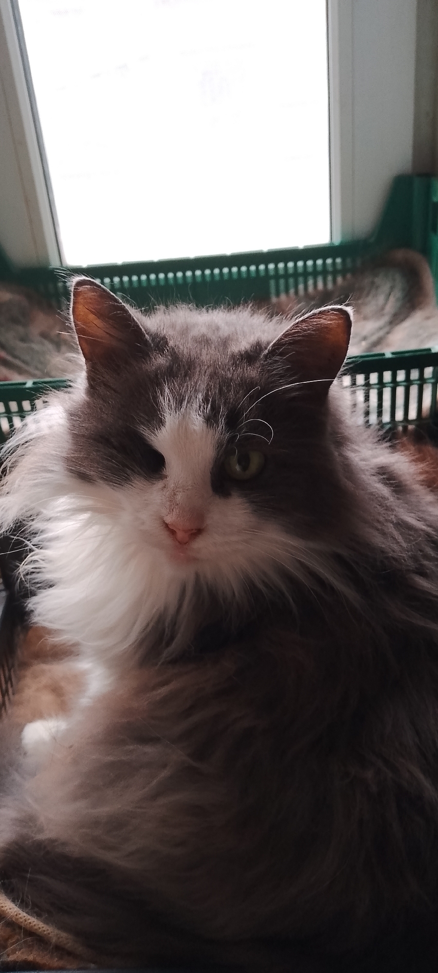A medium shot, eye-level vertical photograph shows a fluffy grey and white cat sitting in a green plastic crate. The cat is facing forward, with its head tilted slightly to the right. Its fur is long and soft, with grey markings on its head and back, and white fur on its chest and face. The cat has green eyes, a pink nose, and prominent white whiskers. Its left eye is partially closed. The crate has a grated pattern and is positioned in front of a bright, out-of-focus background that appears to be a window or a skylight. The lighting is bright, casting a shadow on the cat's face. There are no people or other animals visible in the frame. The image appears to be taken indoors. There is no information available about the location in the city of Belgorod, Russia.