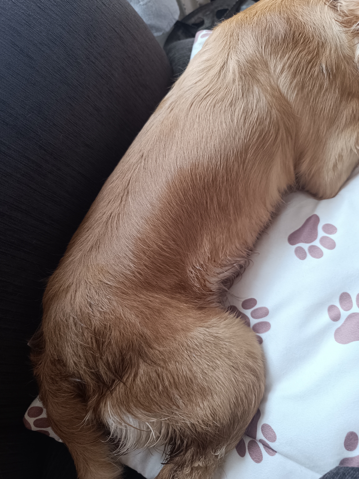 A tan-colored, long-haired dachshund dog is lying on a white cushion patterned with light purple paw prints. The dog's body is oriented diagonally across the frame, with its head resting on the right side of the cushion. A dark gray sofa or other upholstered furniture is visible to the left of the dog. The location is not discernible from the visual elements of the image.