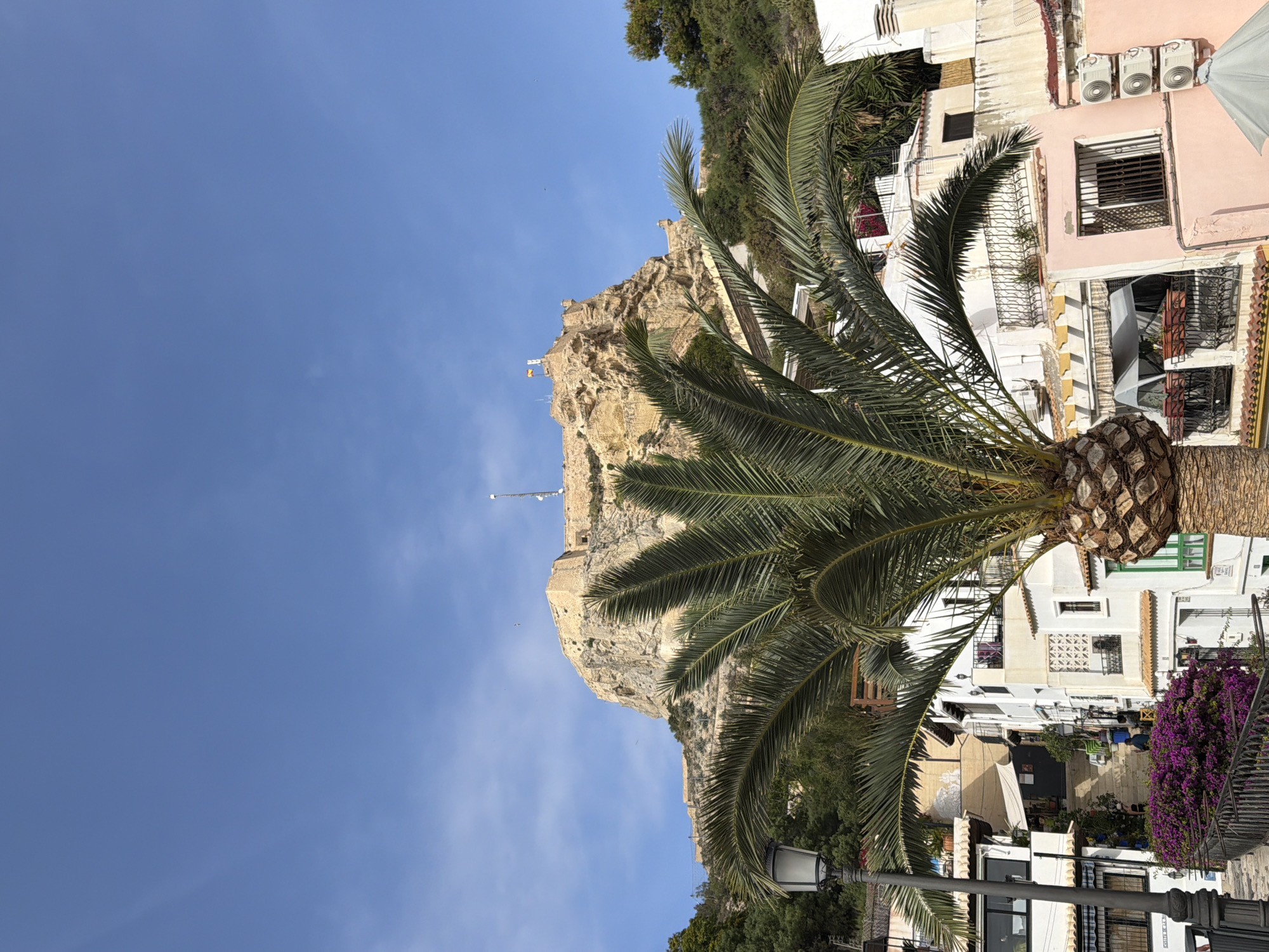 An eye-level, full shot captures a bright, clear day in a coastal city, with a prominent palm tree in the foreground. The tree's fronds fan out, partially obscuring a view of whitewashed buildings cascading down a hill. The architecture is typical of Mediterranean coastal towns, with balconies, awnings, and terracotta roofs. Some buildings feature brightly colored accents, such as a green-framed window. A wrought-iron railing lines a cobblestone path, and purple bougainvillea adds a splash of vibrant color to the scene. In the background, perched atop a rocky outcrop, is a historic castle or fortress, its stone walls bathed in sunlight. The sky above is a cloudless, vivid blue, indicating fair weather. No people are clearly visible in the frame.