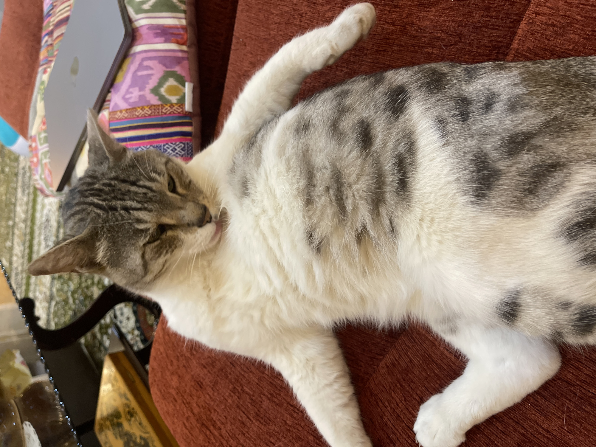 A tabby cat with white fur is lying on a red couch, grooming itself. The cat is facing left, with its head tilted down and its tongue slightly out. Its front legs are extended to the sides. In the background, there is a coffee table with a decorative box and a pillow with a colorful pattern, on which a laptop is placed. The environment appears to be indoors, likely a living room. There is no indication of Tasbuget, Kazakhstan in the image.