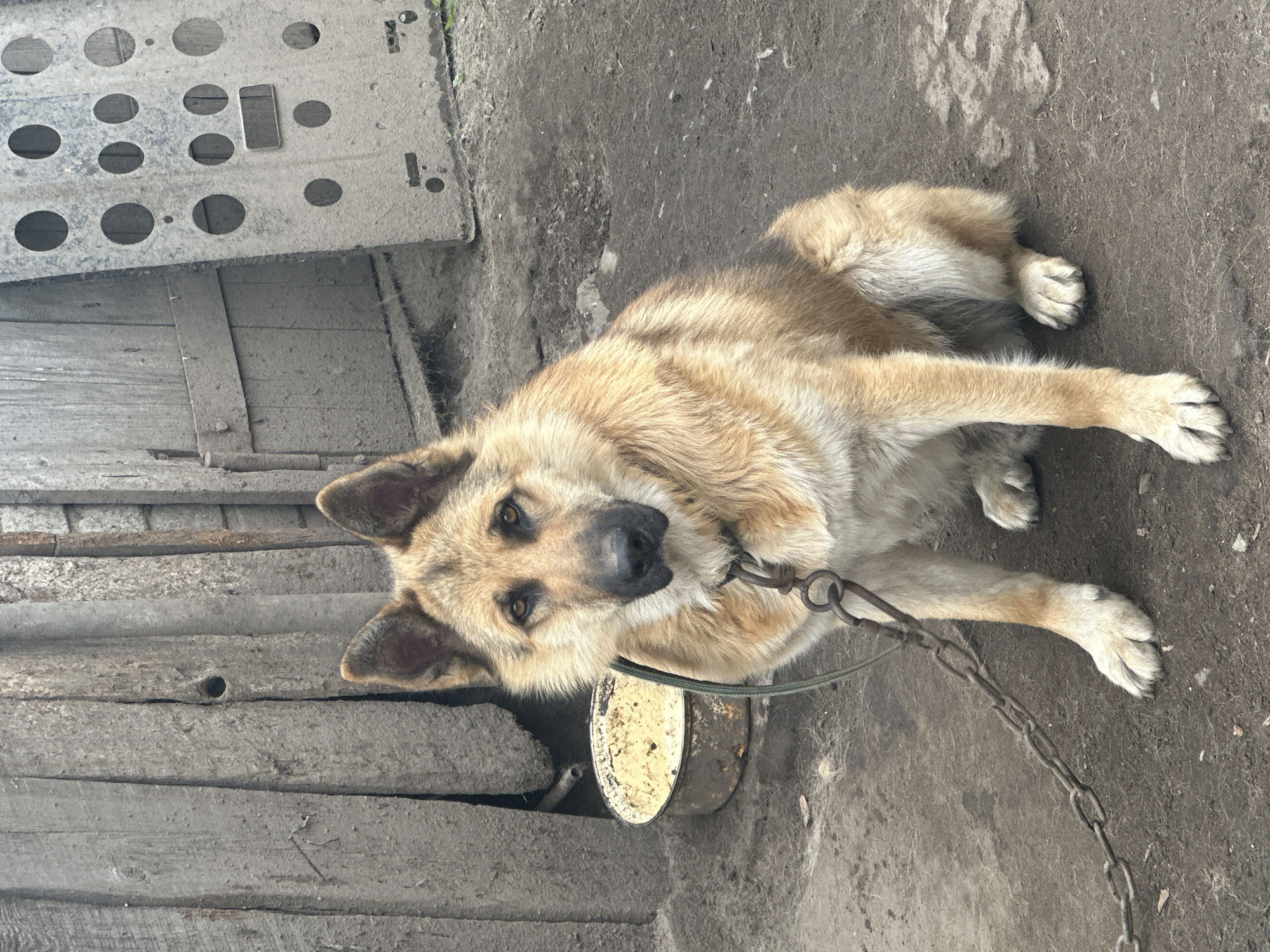 A medium-sized, light brown dog with alert ears lies on the ground, tethered by a chain to a metal bowl. The dog's head is turned towards the camera, its brown eyes gazing directly at the viewer. The dog appears calm, resting on the dirt ground next to some wooden planks. Behind the dog, to the left, is a metal structure with multiple circular cutouts, possibly part of a fence or a trailer. The scene is outdoors, with a dirt ground and weathered wooden elements, suggesting a rural or utilitarian setting. The lighting indicates it is daytime. There is no visible text in the image. The overall impression is one of a domestic animal in its environment.