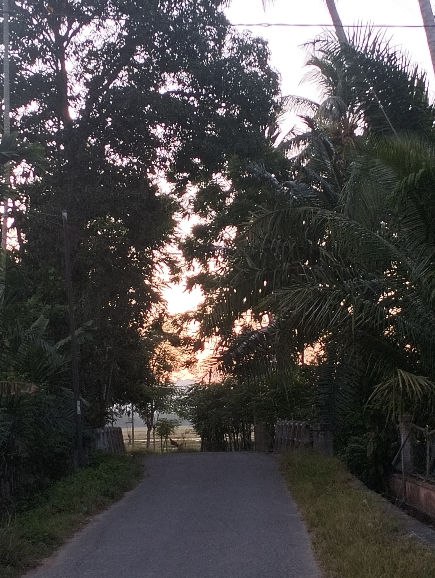 The image depicts a paved road leading through a verdant landscape, likely in the city of Meunasahalue, Indonesia. The scene is characterized by a dense canopy of trees, including palm trees, on either side of the road. Sunlight filters through the foliage, creating a dappled effect and illuminating the sky with warm, sunset hues of orange and pink.
The road itself is asphalt and appears to be in good condition, with a grassy verge on both sides. Along the left side of the road, there is a low, concrete barrier or wall, topped with grass. On the right side, a more substantial fence is visible, constructed from metal and concrete. In the distance, beyond the immediate tree line, agricultural fields can be discerned, with some vegetation and possibly some structures. The overall atmosphere is serene and natural, with the presence of man-made elements like the road and fences integrated into the environment. No people or animals are visible in the image.