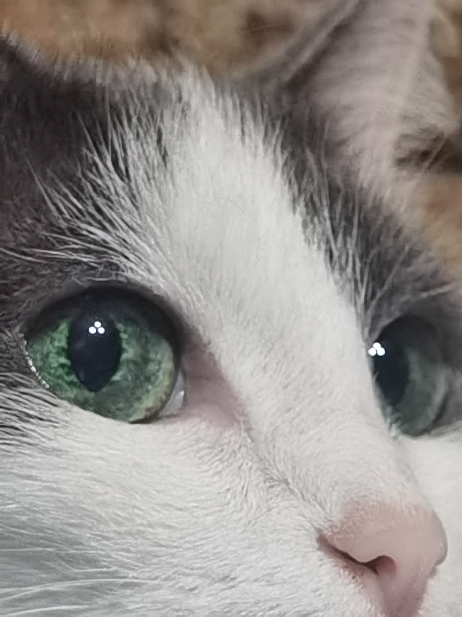 The image is a close-up, eye-level shot of a cat's face, focusing on its left eye. The cat has green irises with distinctive pupil reflections that appear as three small white dots arranged in a triangular pattern. The fur around the eye is a mix of white and gray, with some brown fur visible in the upper right background. The cat's nose is a soft pink. There is no discernible urban environment, and therefore no information can be provided about the city of Chaikovsky, Russia, or any other location. The image depicts a still subject and no actions or interactions are occurring.