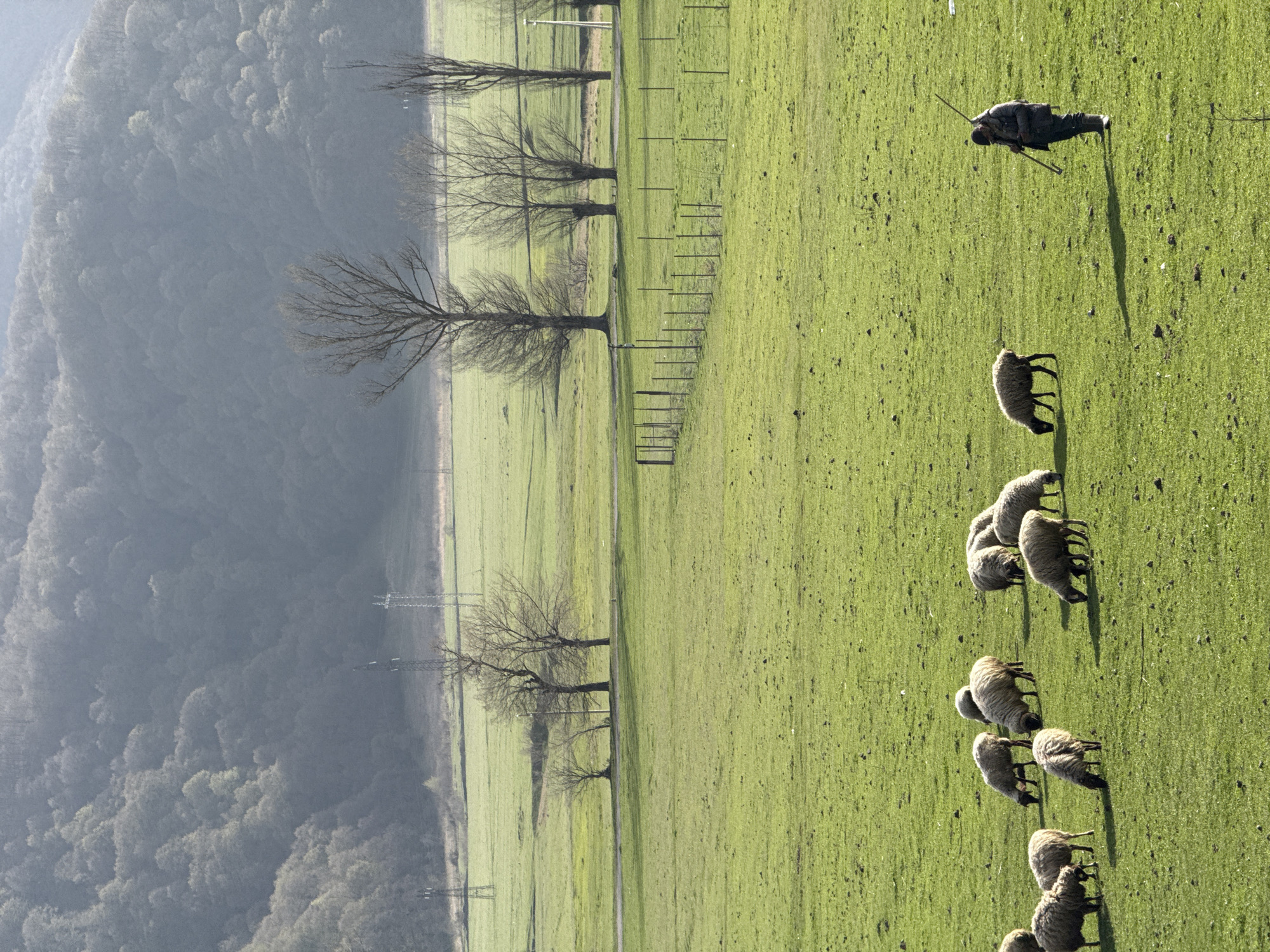 The image shows a hillside scene in Margahovit, Armenia. The left side of the image is dominated by a dense, tree-covered hillside with a hazy, grey appearance. Adjacent to the hillside is a grassy field with a line of trees, utility poles, and a fence running along its edge. On the right side of the image, a flock of sheep are grazing in the field. In the upper right corner, a shepherd stands with a staff, casting a shadow on the grass.