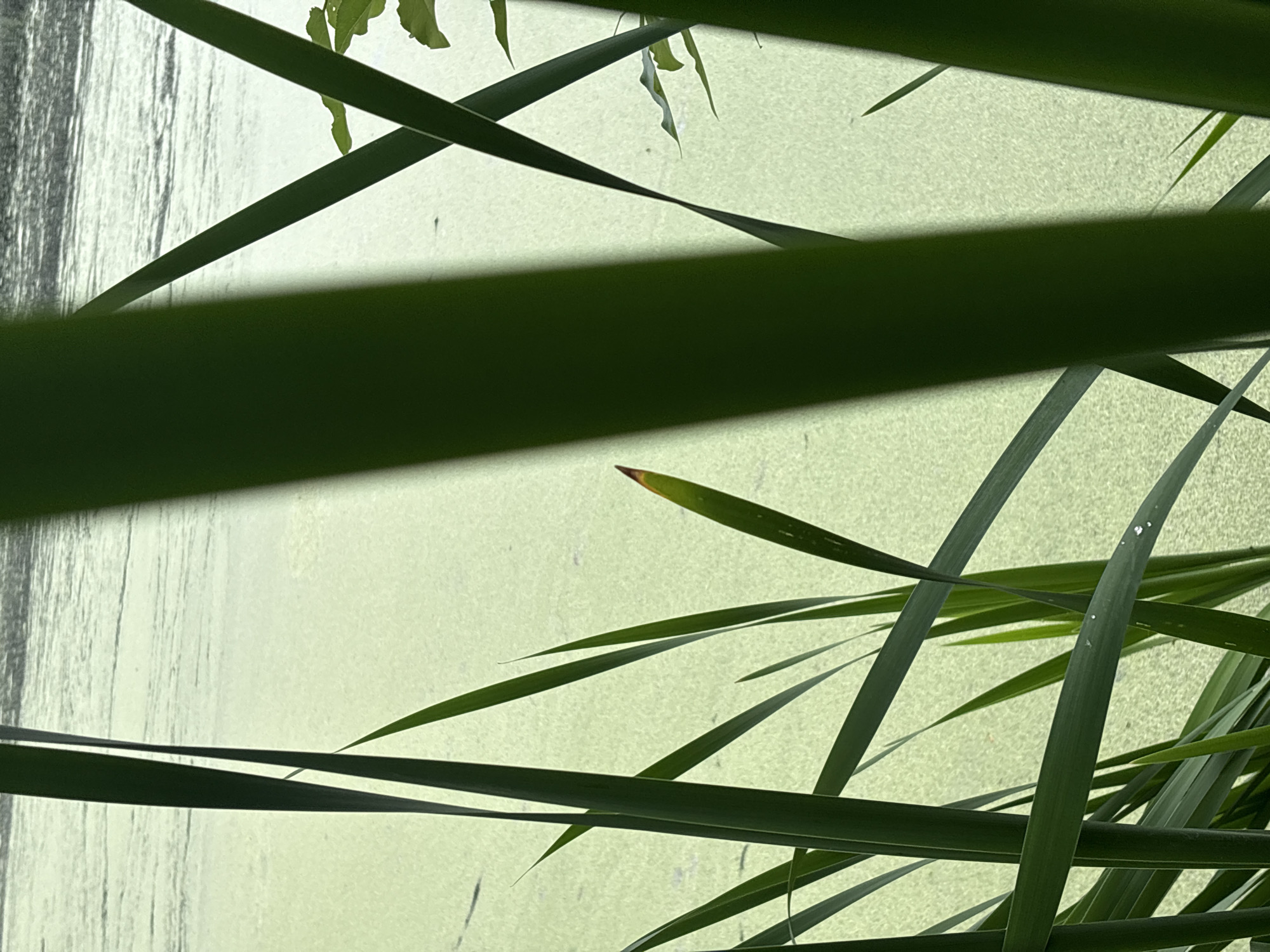 This is a close-up, vertical, eye-level outdoor photograph of tall, green cattail reeds in the foreground. The reeds are out of focus in places, with some sharp details and others blurred. Behind the reeds, a body of water is visible, covered with a thick, light green algae or duckweed bloom, giving it a matte appearance. The water's surface has a textured, almost gritty look. In the distance, the water transitions to a darker, more reflective surface with faint horizontal lines, possibly indicating ripples or distant objects. A few small, dark shapes are discernible on the algae-covered surface. There are no people or animals visible in the image. The lighting suggests a natural outdoor setting, possibly a pond or slow-moving water body. The location is identified as Sverdlovskiy, Russia.