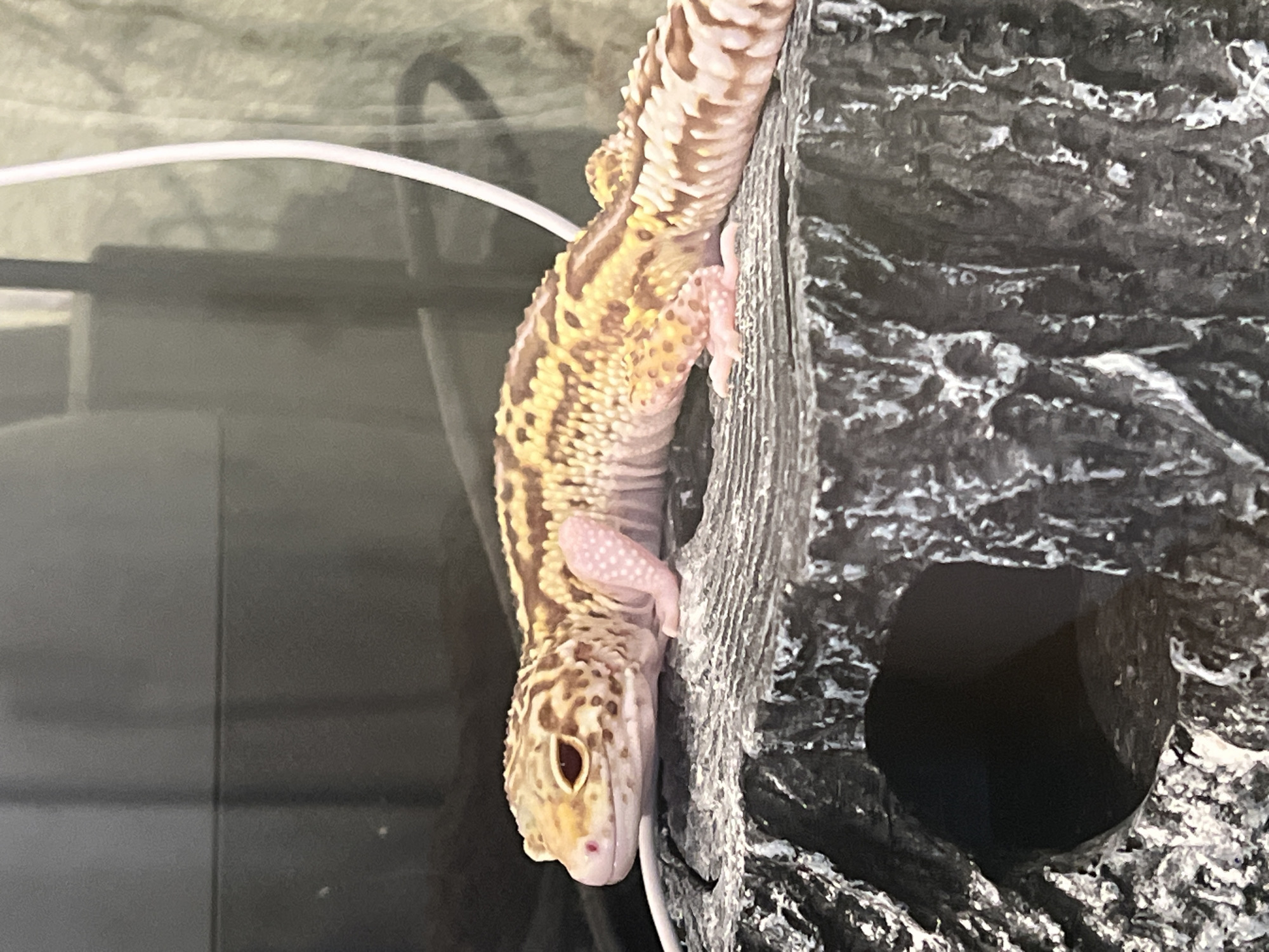 A leopard gecko clings to a faux rock structure. The gecko is predominantly beige and yellow with brown markings. Its skin is patterned with small spots and stripes. The gecko has pink feet. The rock structure is dark gray with a rough texture and a small, round opening. The background consists of blurred, dark-toned surfaces, possibly within a terrarium. The location is not evident from the visual information provided.