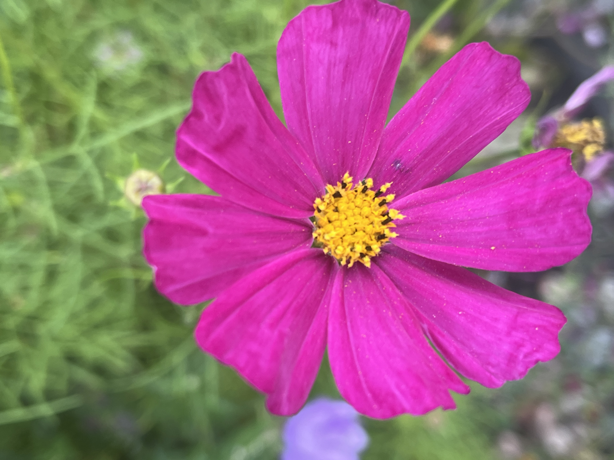 A close-up, eye-level, vertical shot captures a vibrant magenta cosmos flower with a bright yellow center, blooming in a garden. The flower's eight petals are clearly defined, showing subtle veins and a slightly ruffled texture at their edges. Dust particles are visible on the petals. The background is a soft blur of green foliage, with a hint of another purple flower and some pebbles at the bottom. The image is free of any human presence or activity. This photograph was taken in the city of Il'ino, Russia.