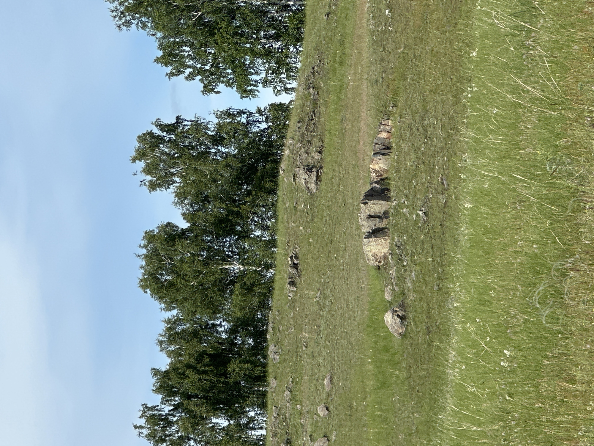 The image depicts a pastoral scene with a grassy hillside dotted with rocks and a line of trees on the left side. The trees appear to be deciduous, with lush green foliage. The sky is a pale blue with some wispy clouds, suggesting it is daytime, likely morning or afternoon. The grass is a vibrant green, indicating a healthy growing season. Several scattered rocks of varying sizes are visible on the hillside, some appearing partially embedded in the ground. The overall impression is one of a natural, undeveloped landscape, possibly a rural or wilderness area. There is no discernible activity or event taking place; the scene is static and peaceful. No people, objects, or text are visible in the image. The image is oriented vertically, with the sky at the top and the hillside filling the rest of the frame.